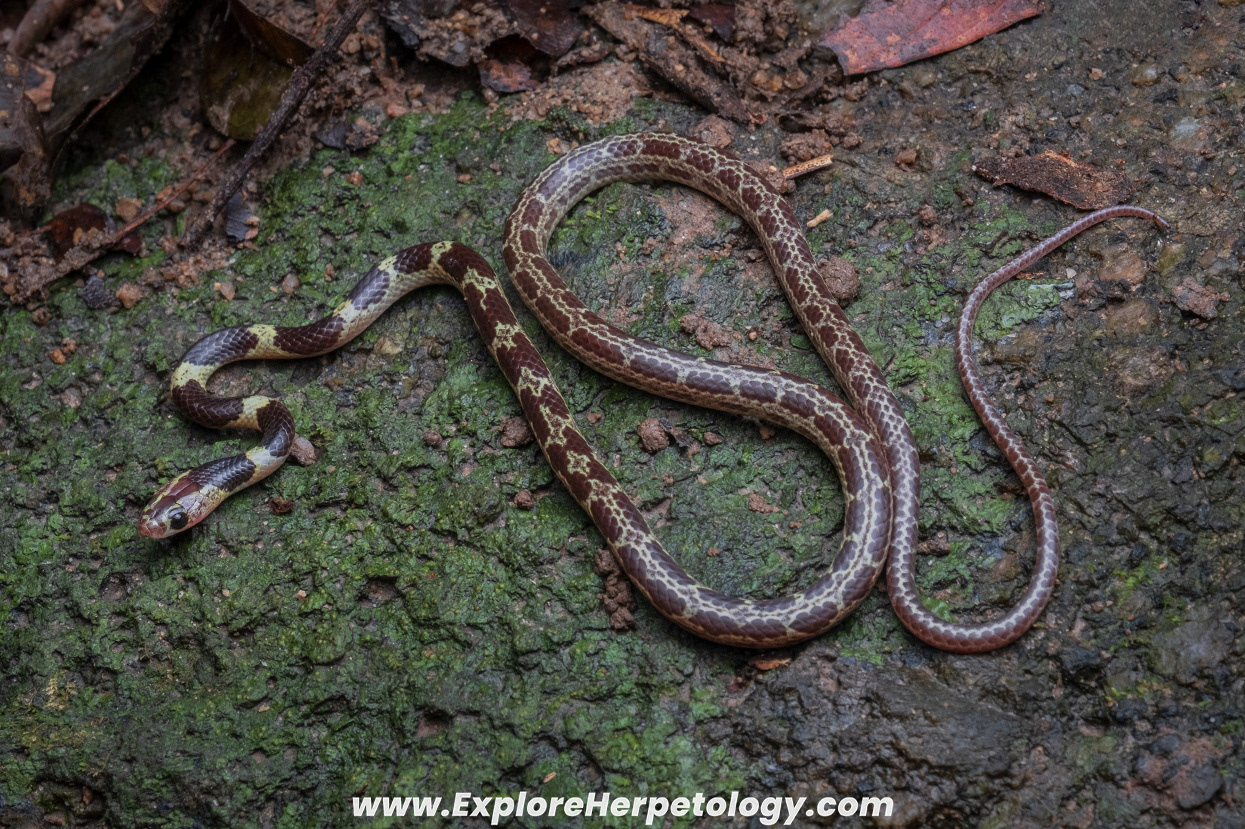 Malayan bridle snake (Dryocalamus subannulatus).
