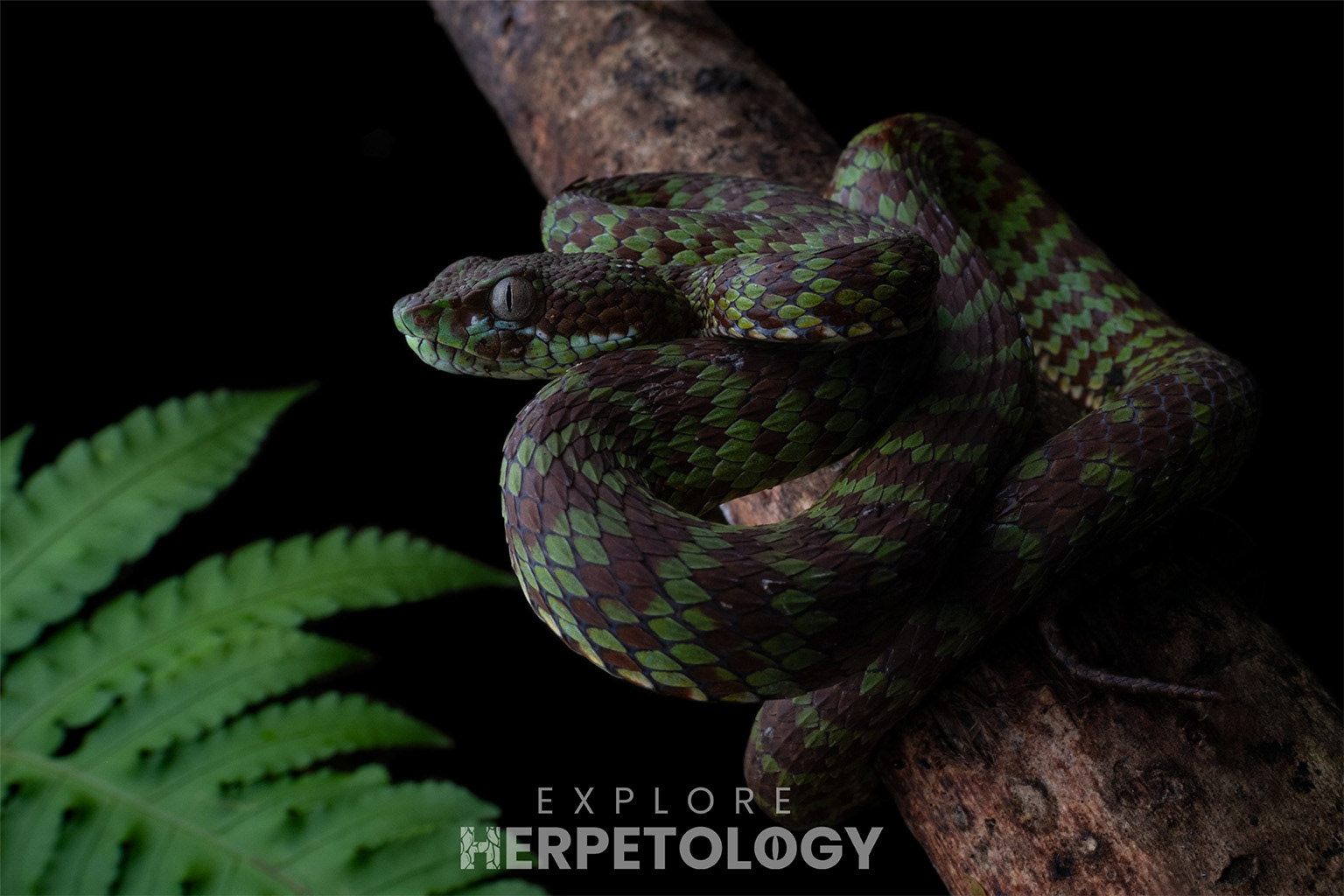 Beautiful pit viper (Trimeresurus venustus).