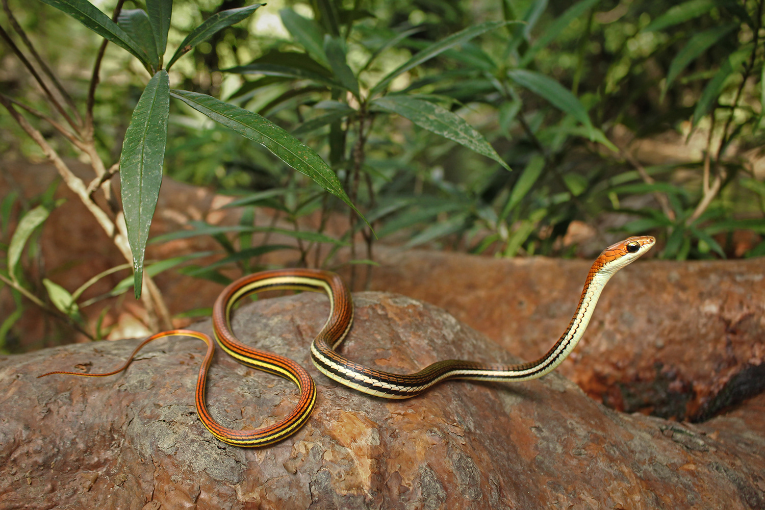 Striped bronzeback (Dendrelaphis caudolineatus)