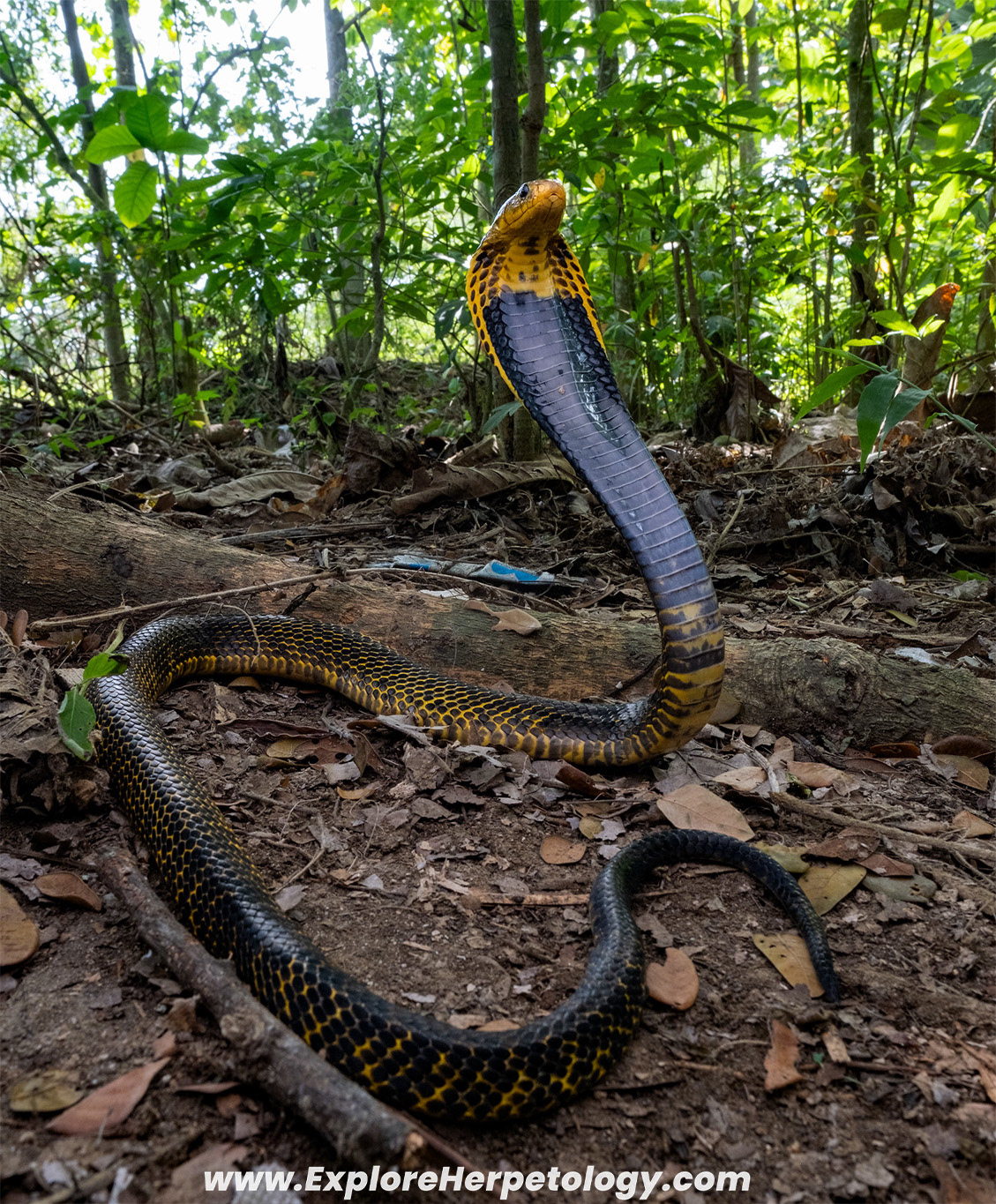 Samar cobra (Naja samarensis).