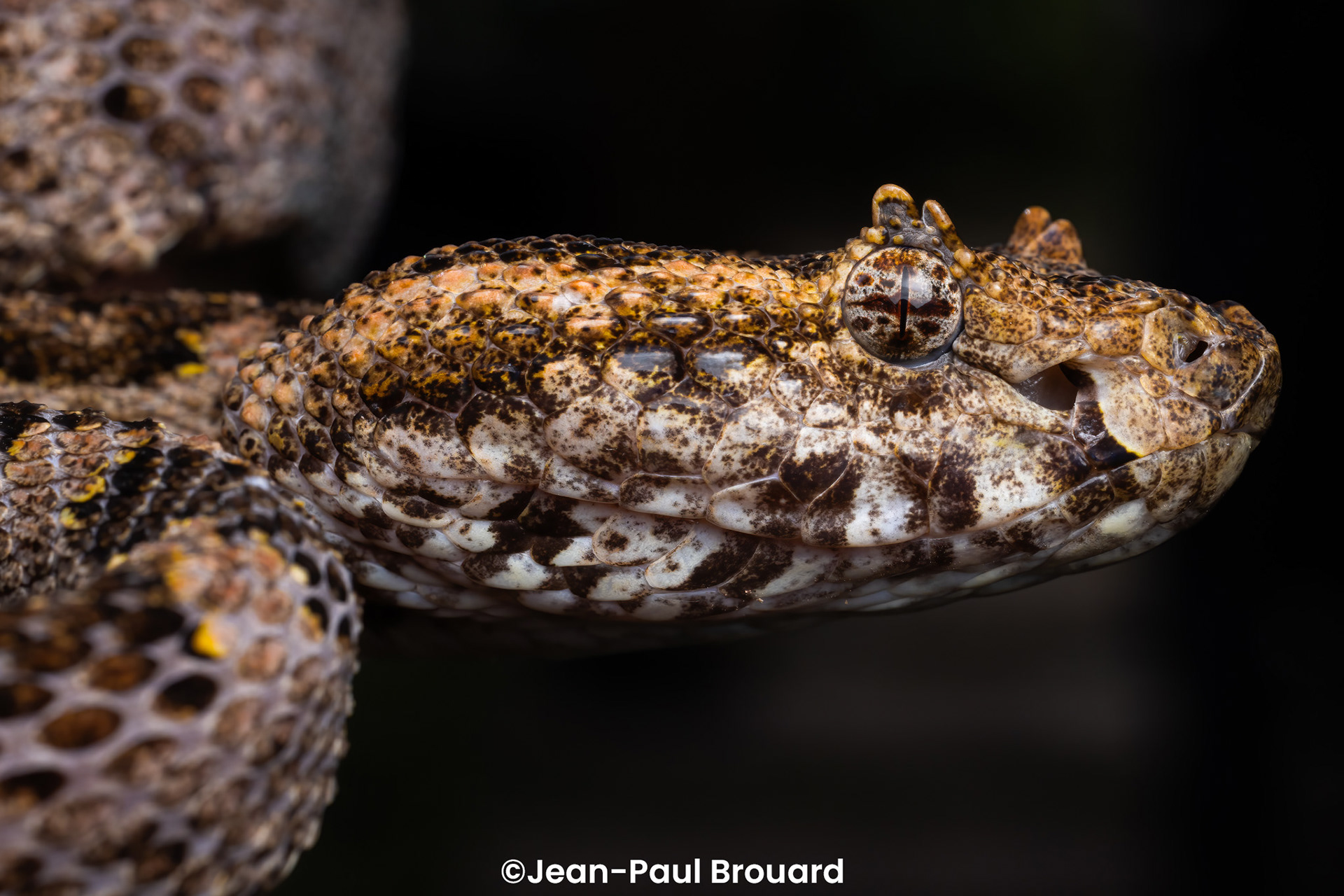 Three-horned lance-headed pit viper (Protobothrops sieversorum).