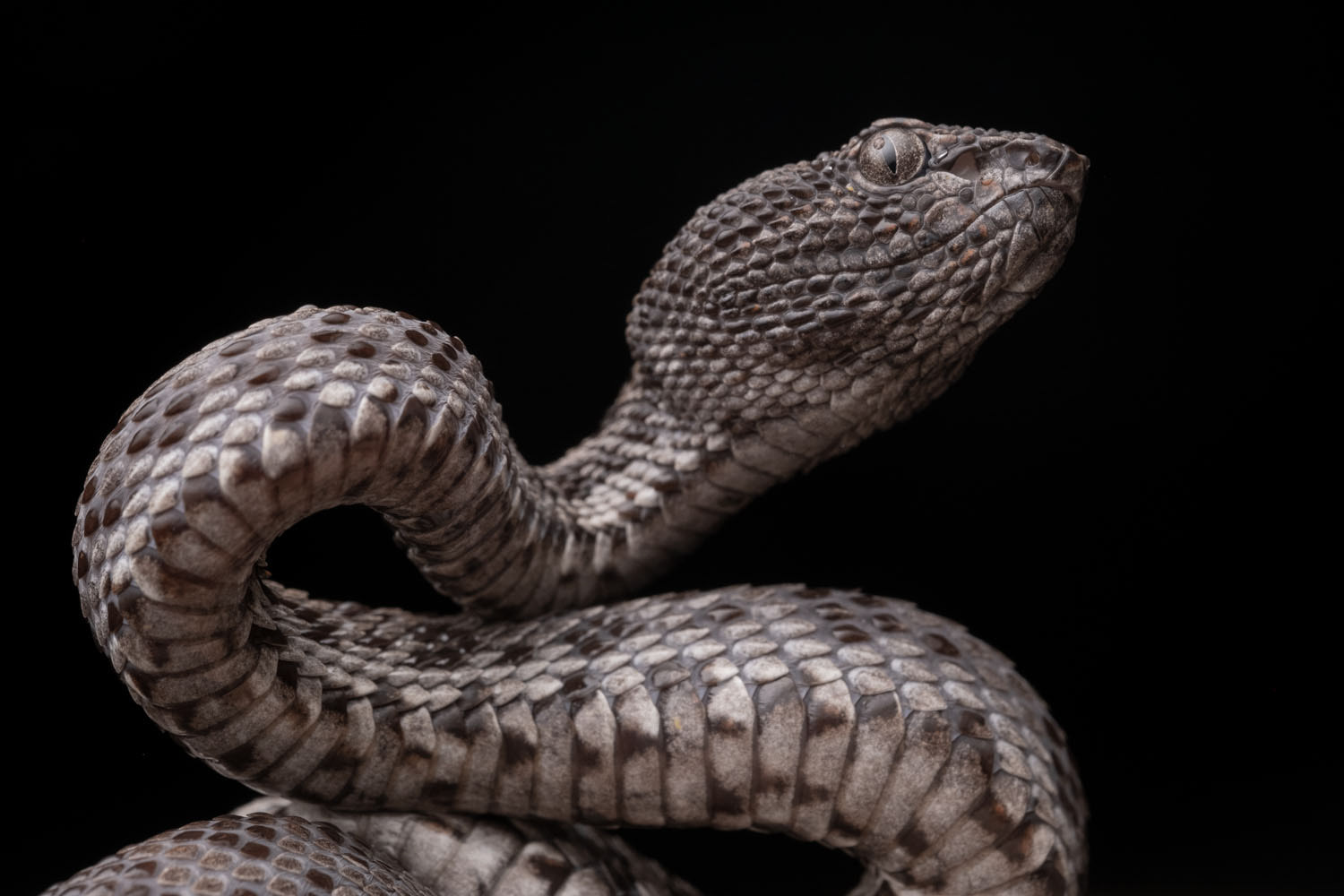 Mangrove pit viper (Trimeresurus purpureomaculatus)