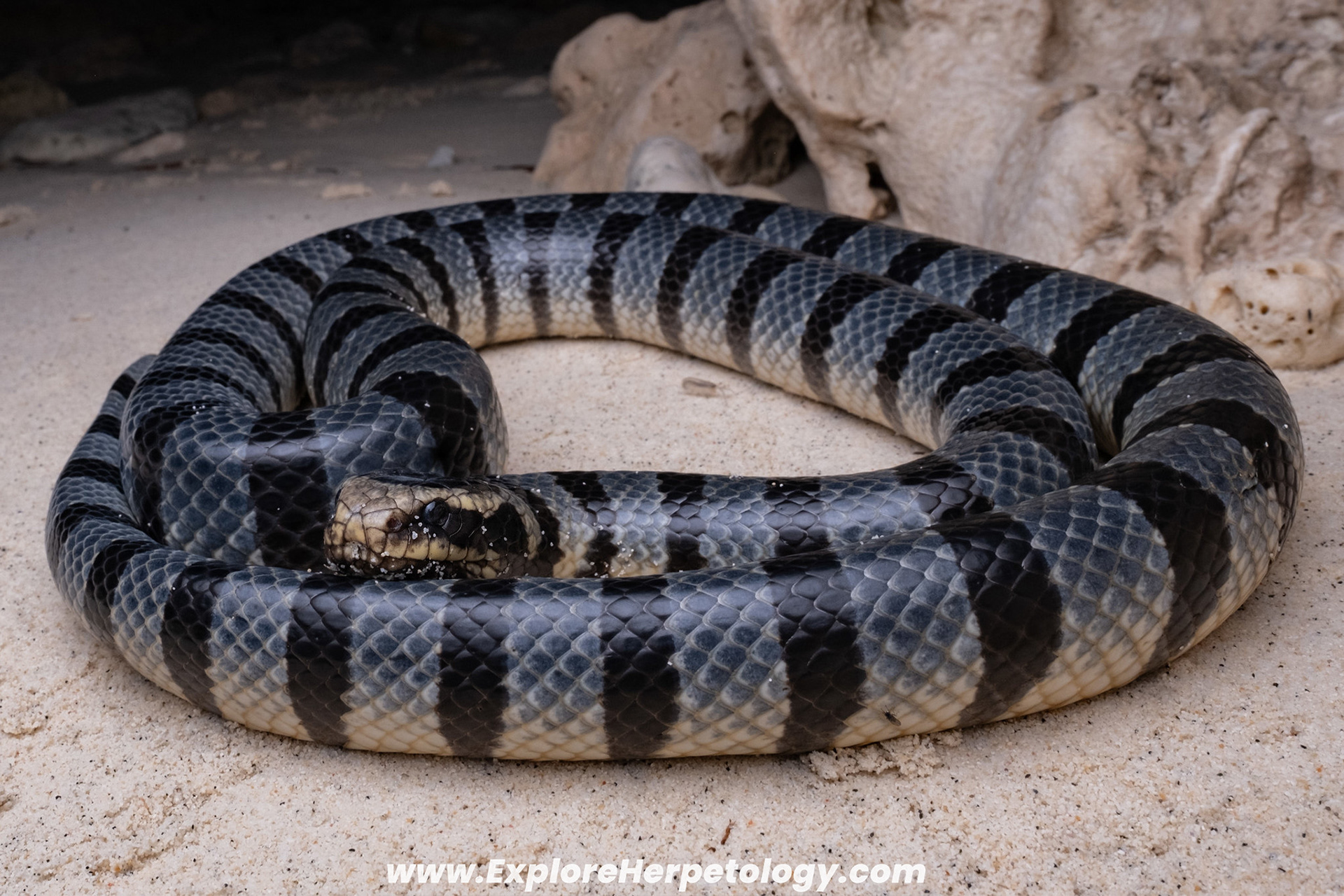 Yellow-lipped sea krait (Laticauda colubrina).