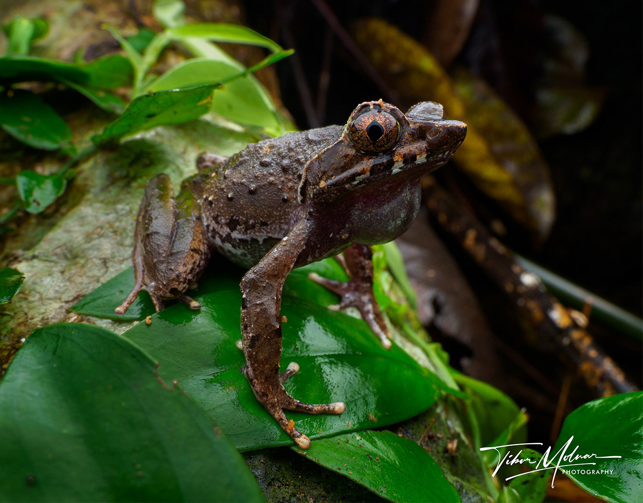 Megophrys cf. parva.