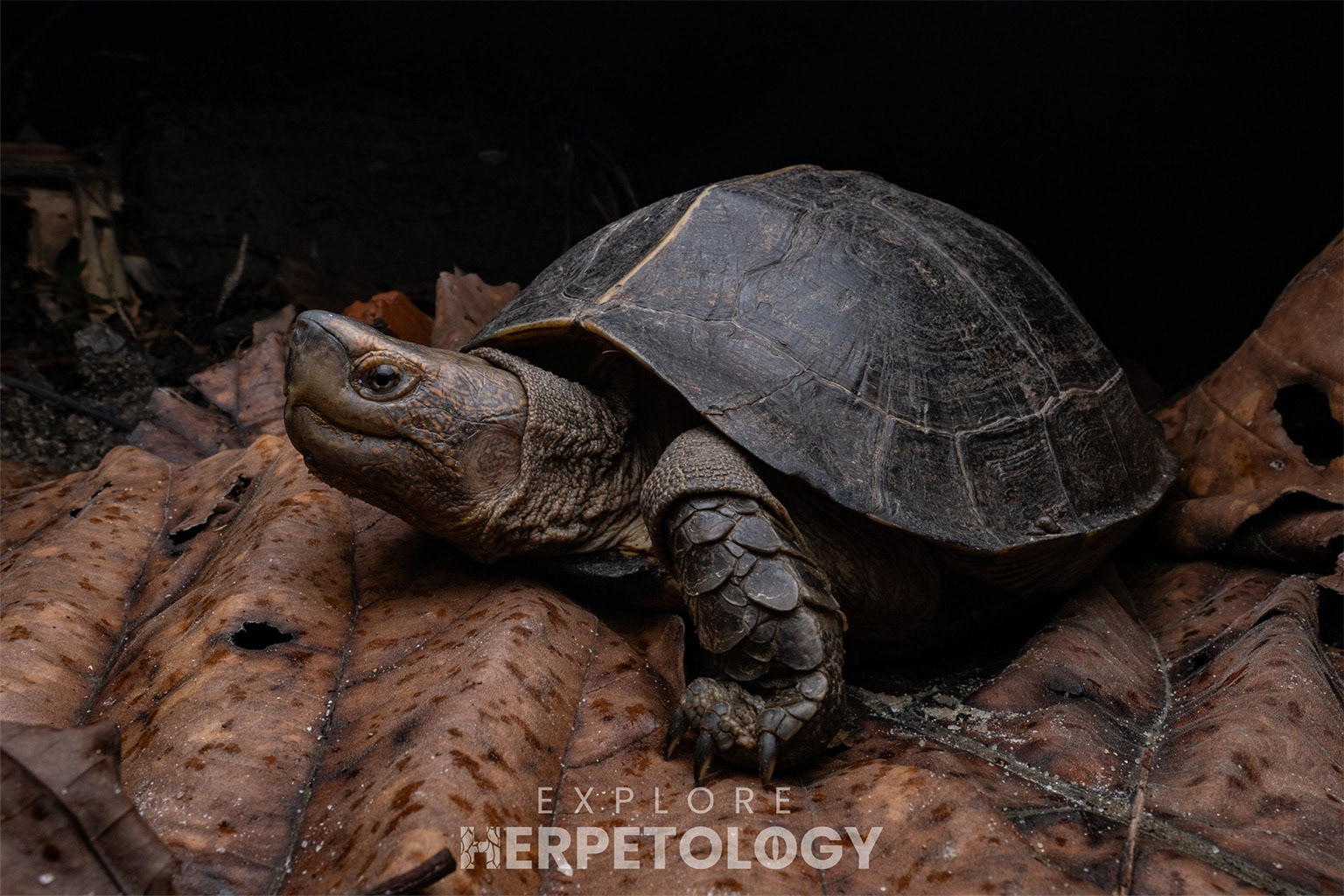 Giant pond turtle (Heosemys grandis).