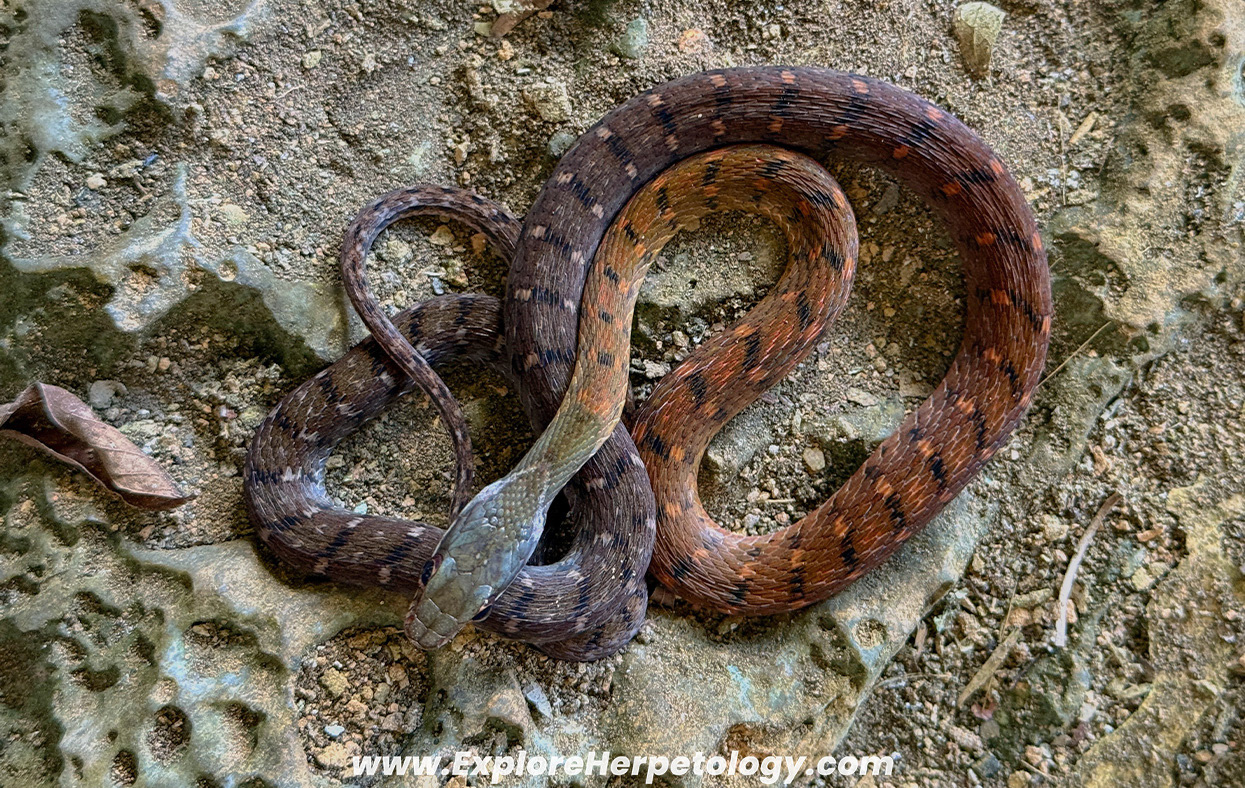 Speckle-bellied keelback (Rhabdophis chrysargos).