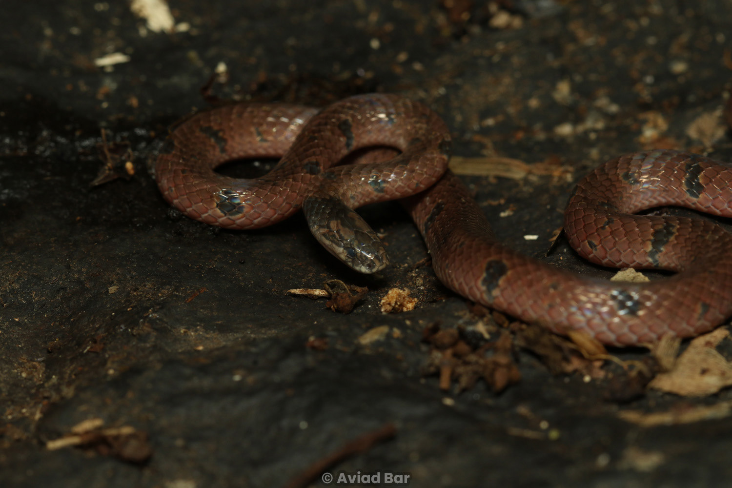 Small-spotted coral snake (Calliophis maculiceps).