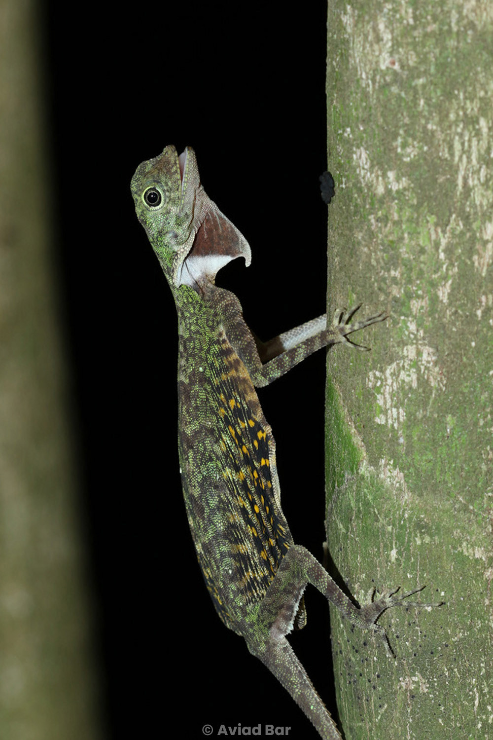 Blandford's gliding lizard (Draco blandfordi).