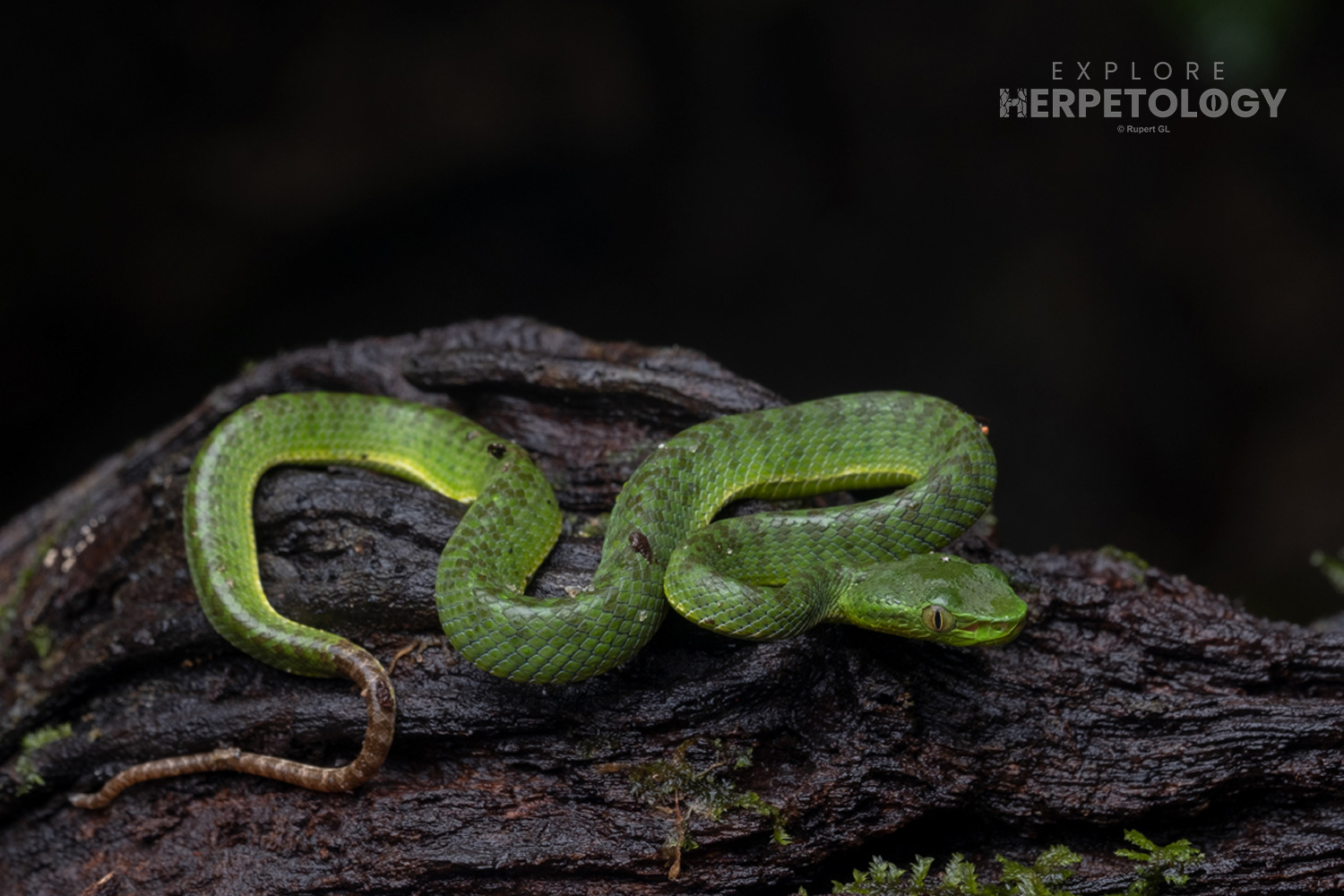 Juvenile Siamese peninsula pit viper (Trimeresurus sabahi/fucatus).