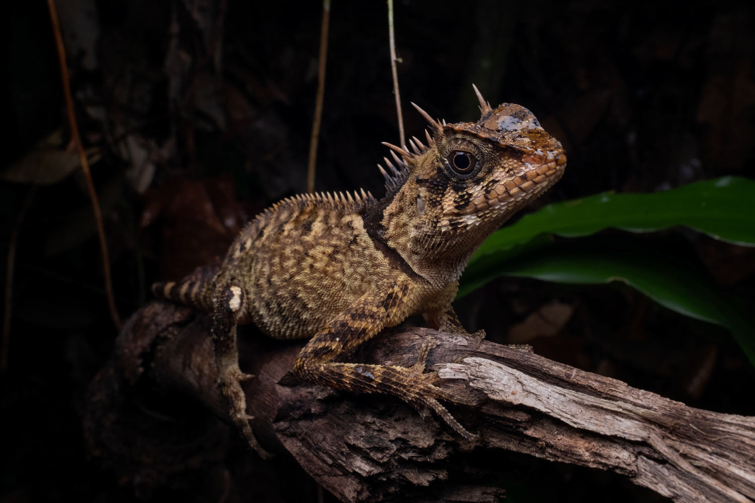 Phuket horned dragon (Acanthosaura phuketensis)
