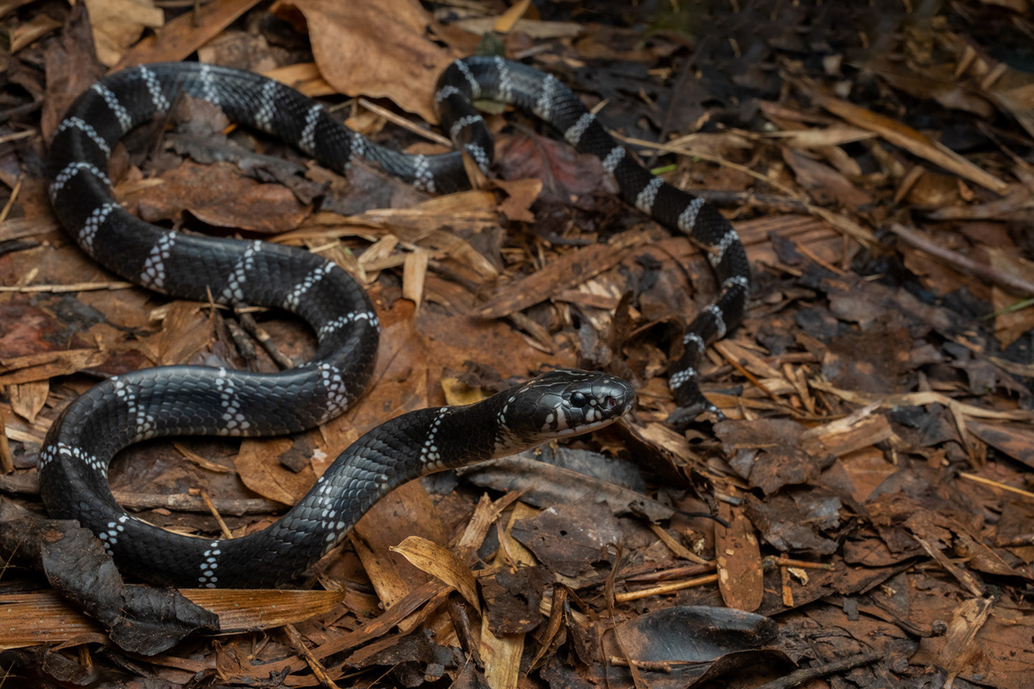 Red-river krait (Bungarus slowinskii)