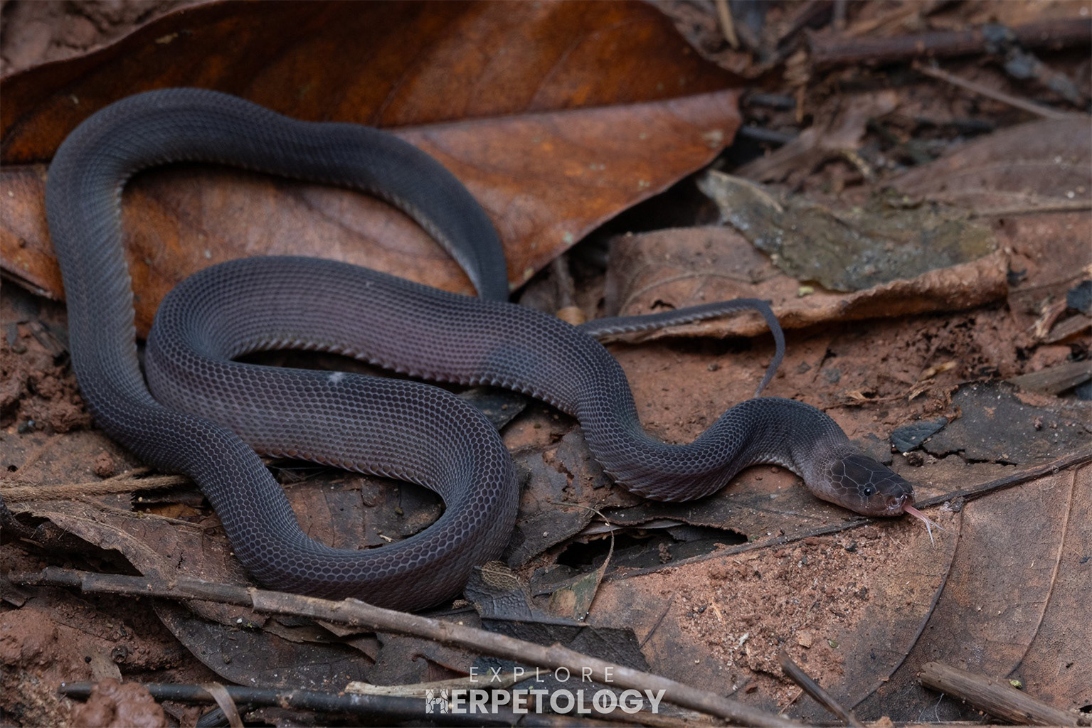 Laotian bearded snake (Parafimbrios lao)