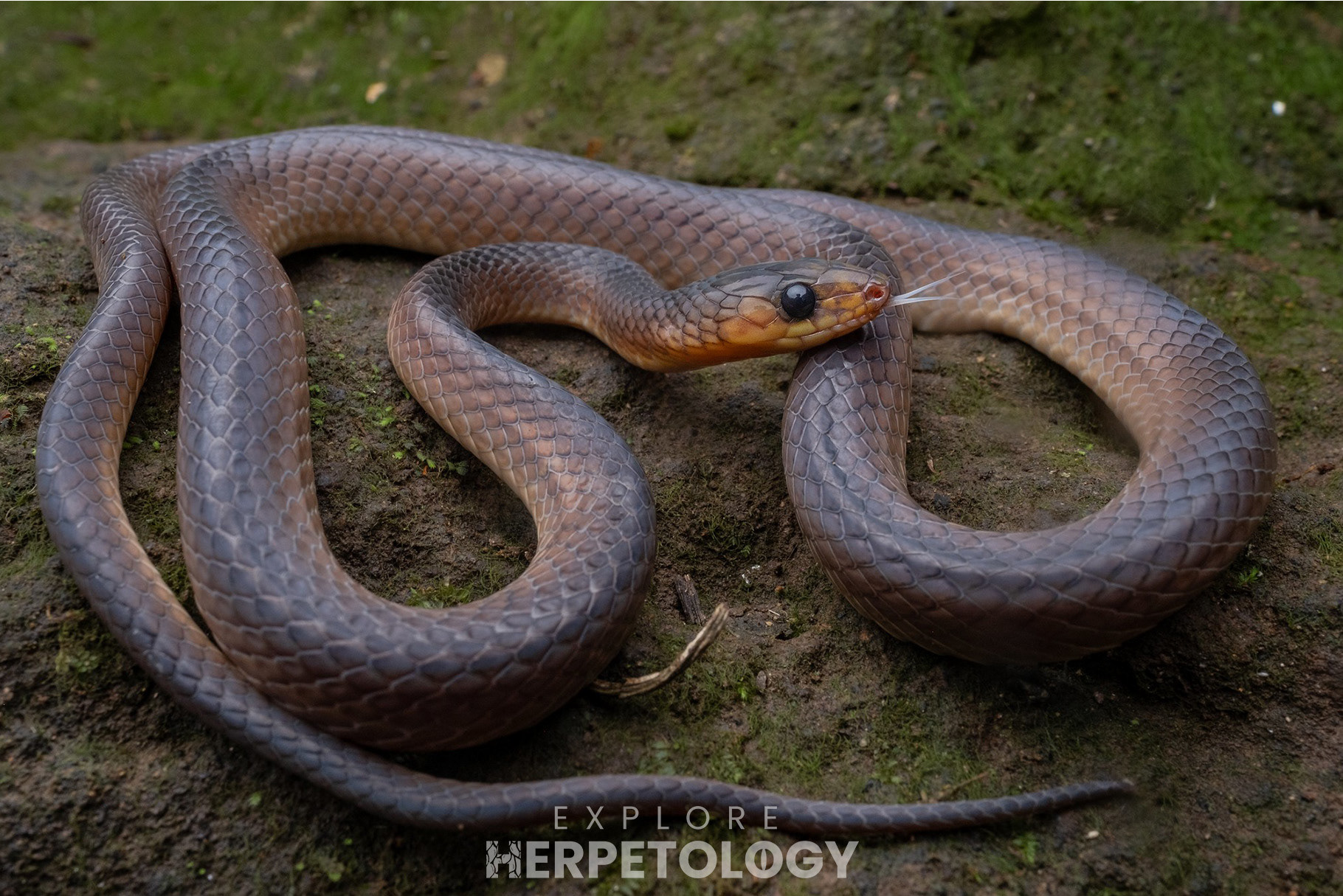 Philippine shrub snake (Oxyrabdium modestum).