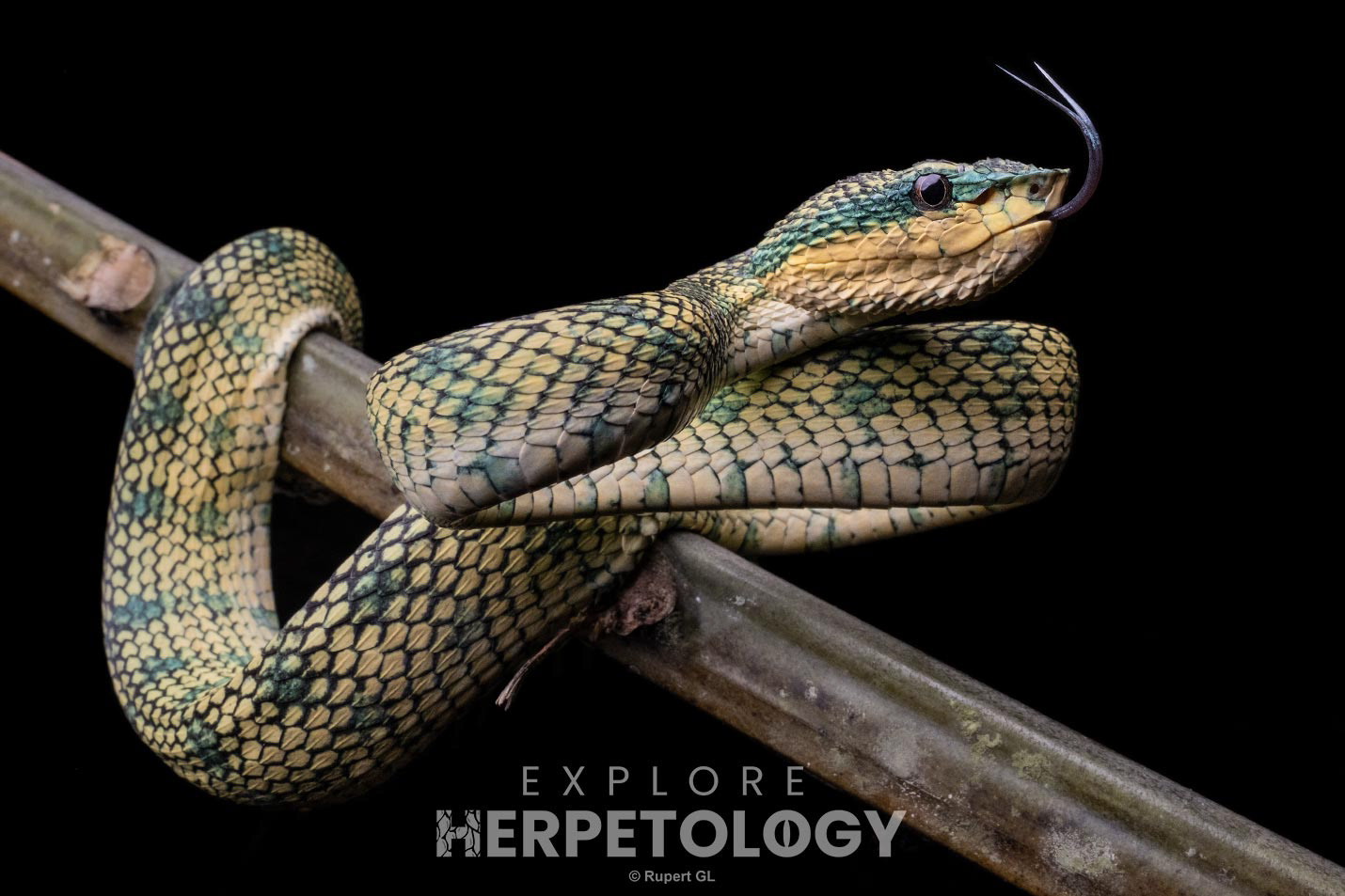 Subadult female Sulu clade Tropidolaemus cf. subannulatus