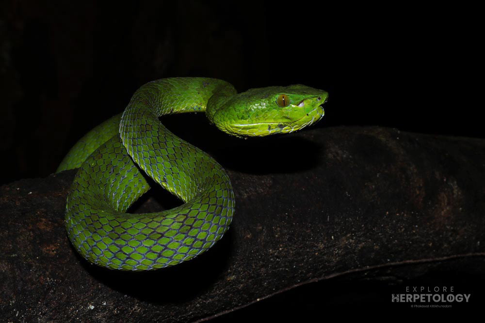 Sabah pit viper (Trimeresurus sabahi/fucatus)