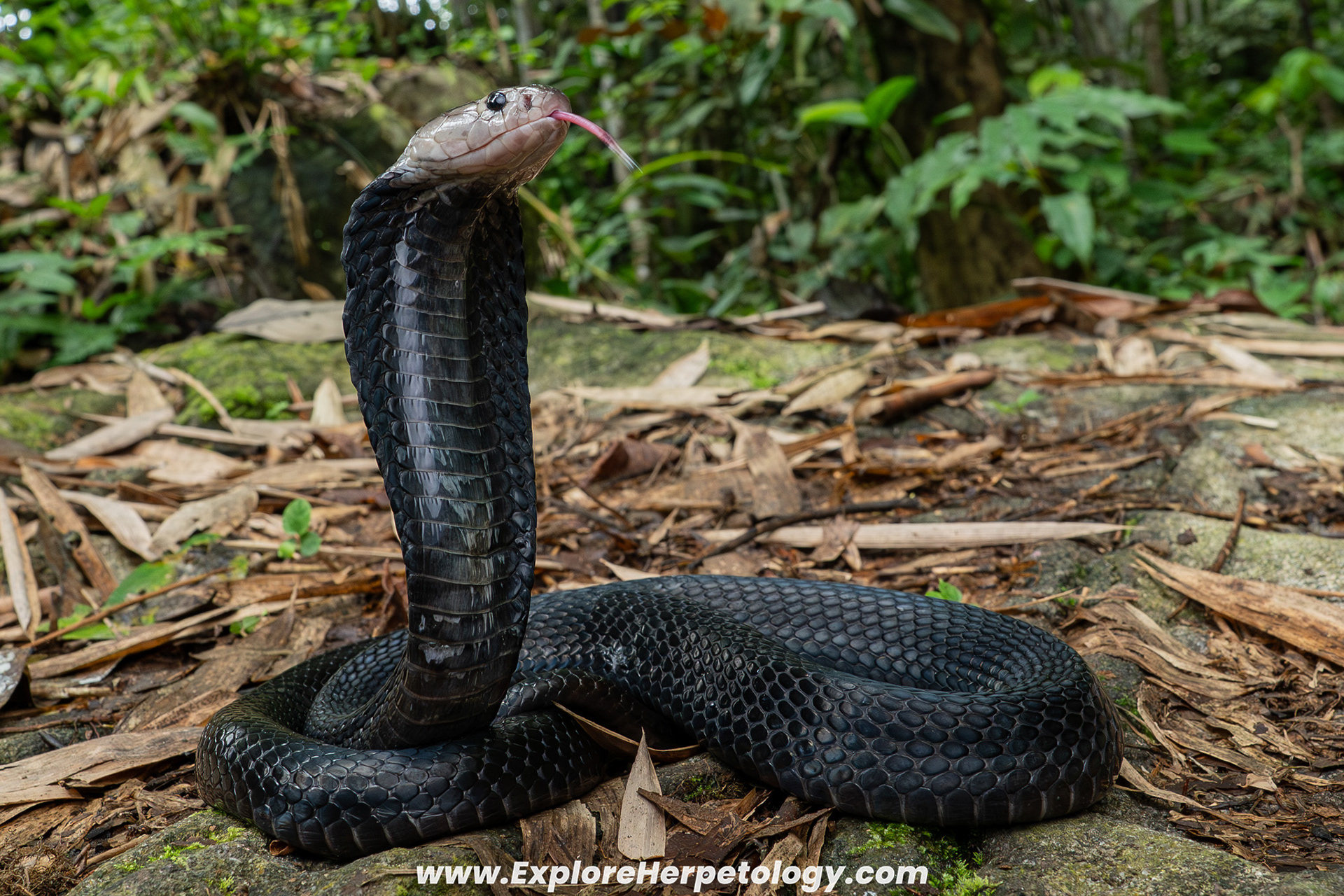 Sumatran cobra (Naja sumatrana).