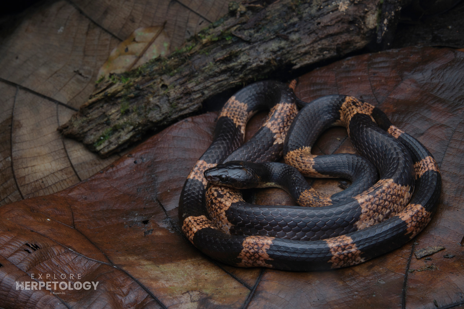 Cardamom Mountains wolf snake (Lycodon cardamomensis).