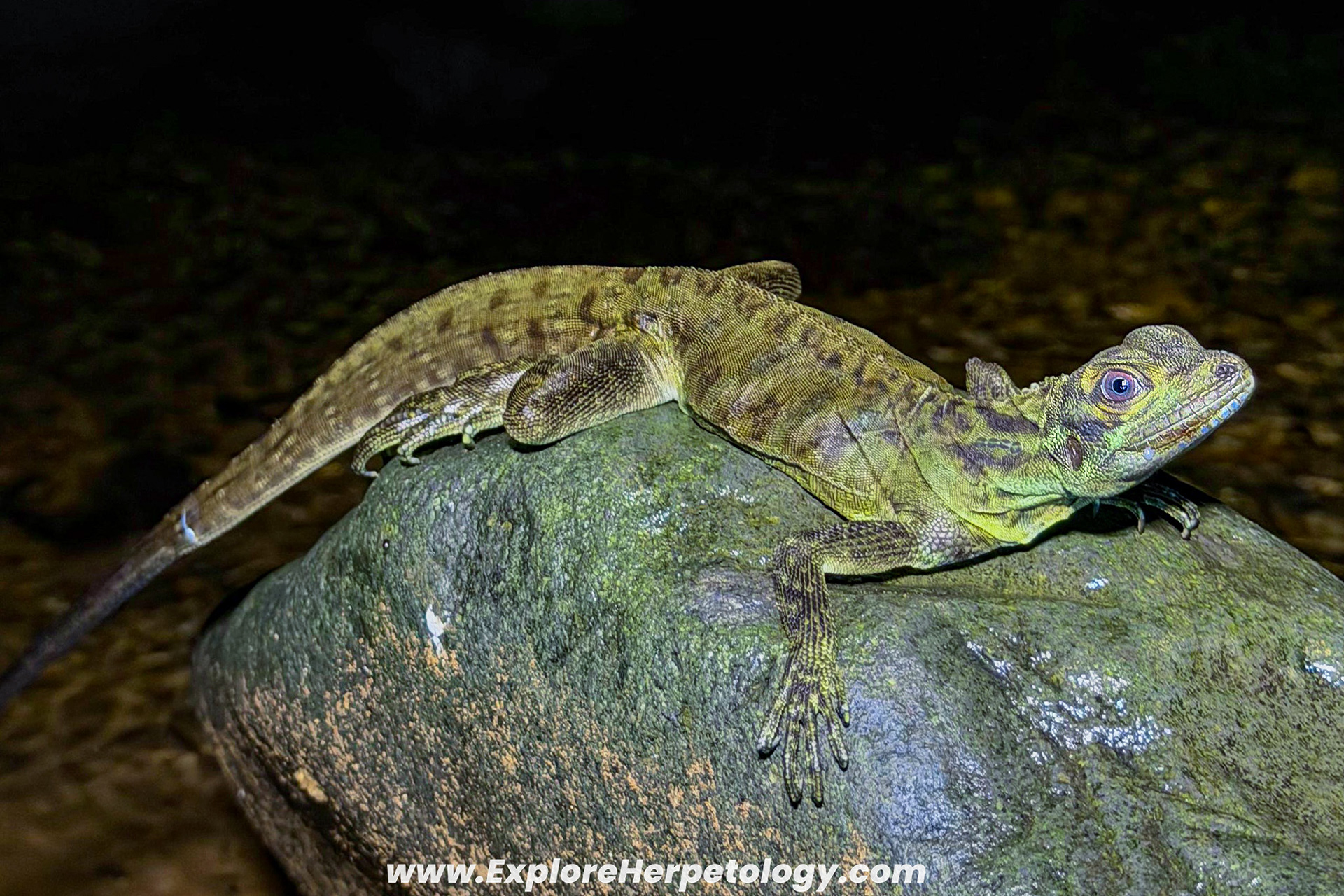 Philippine sailfin dragon (Hydrosaurus pustulatus)