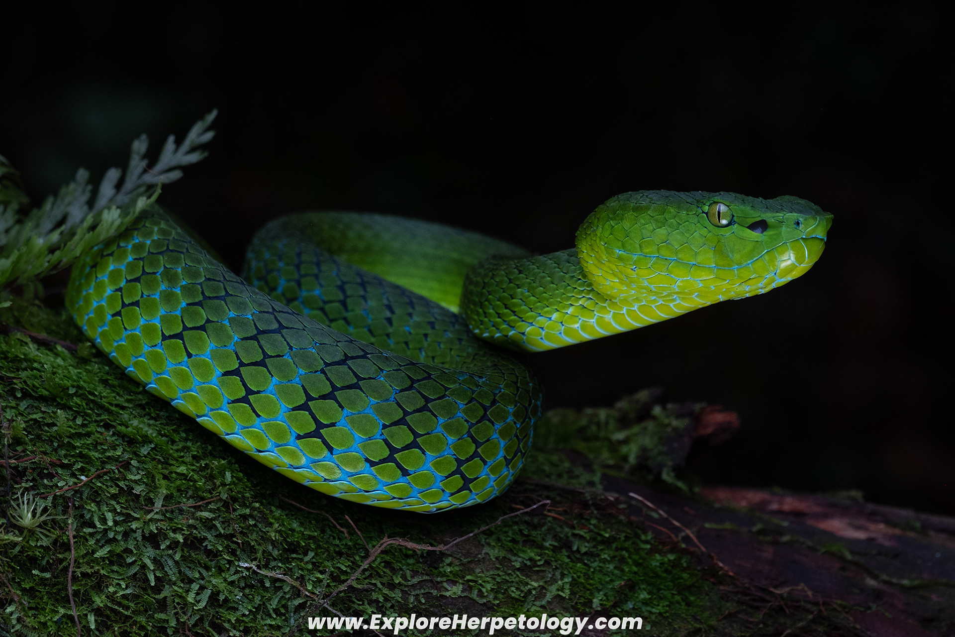 Cameron Highlands pit viper (Trimeresurus nebularis).