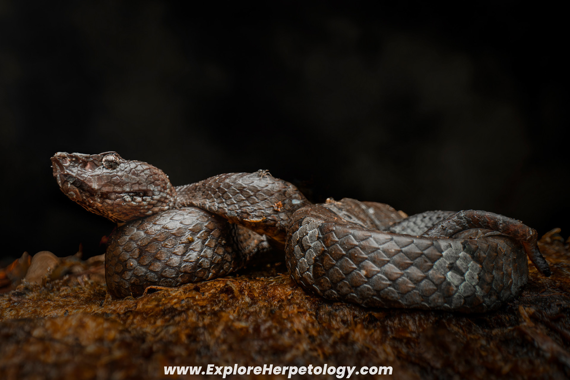 Sumatran leaf-nosed pit viper (Craspedocephalus andalasensis).