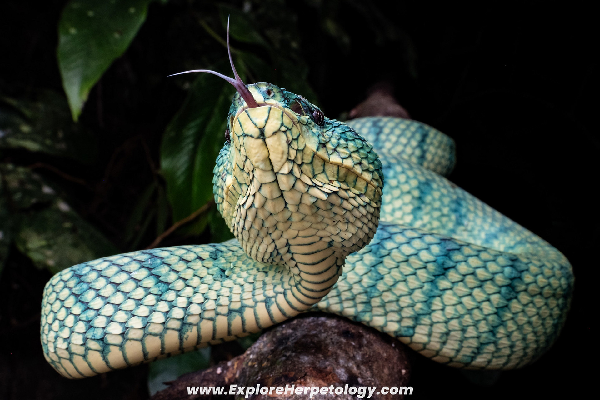 Borneo keeled pit viper (Tropidolaemus subannulatus).
