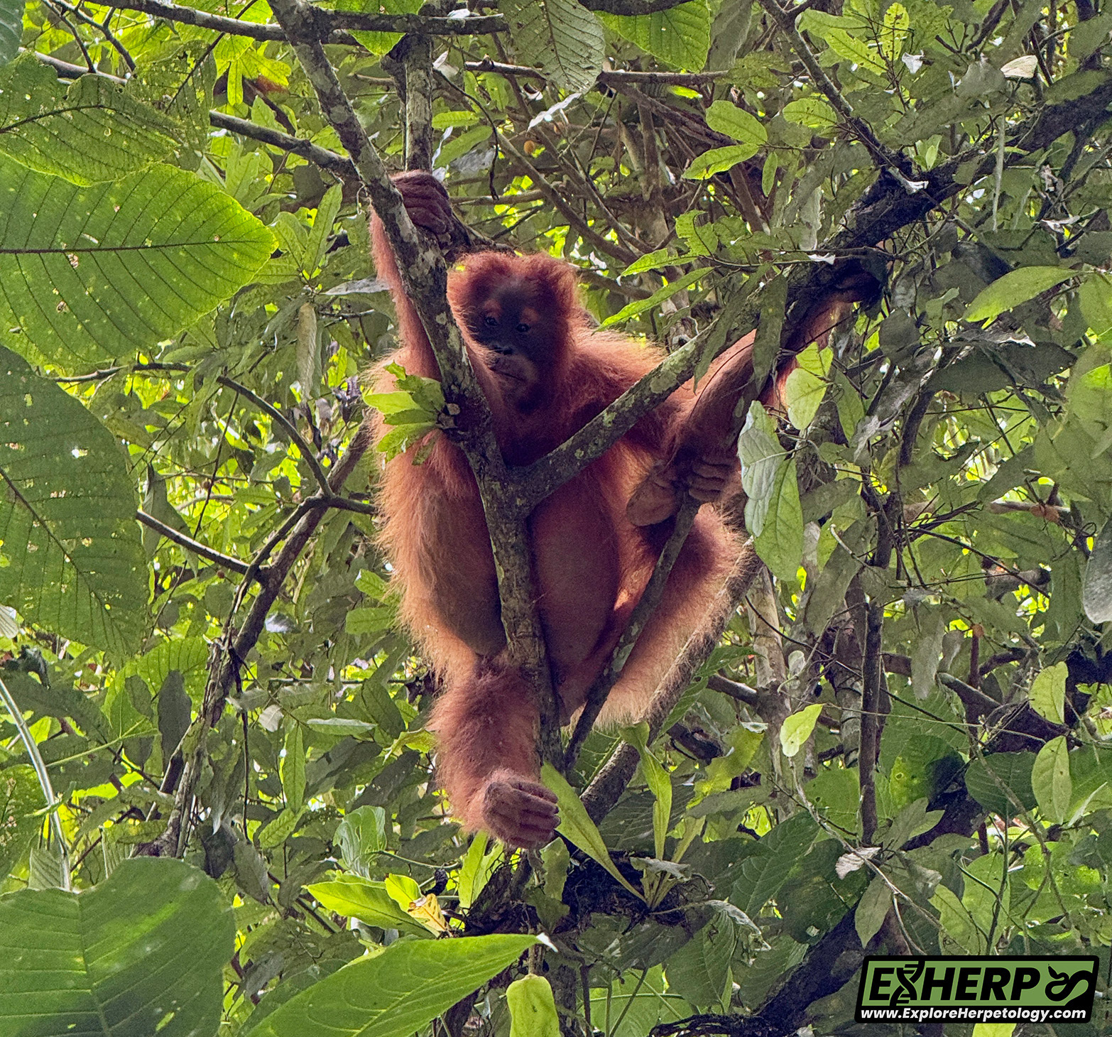 Wild orangutan from the most recent expedition.