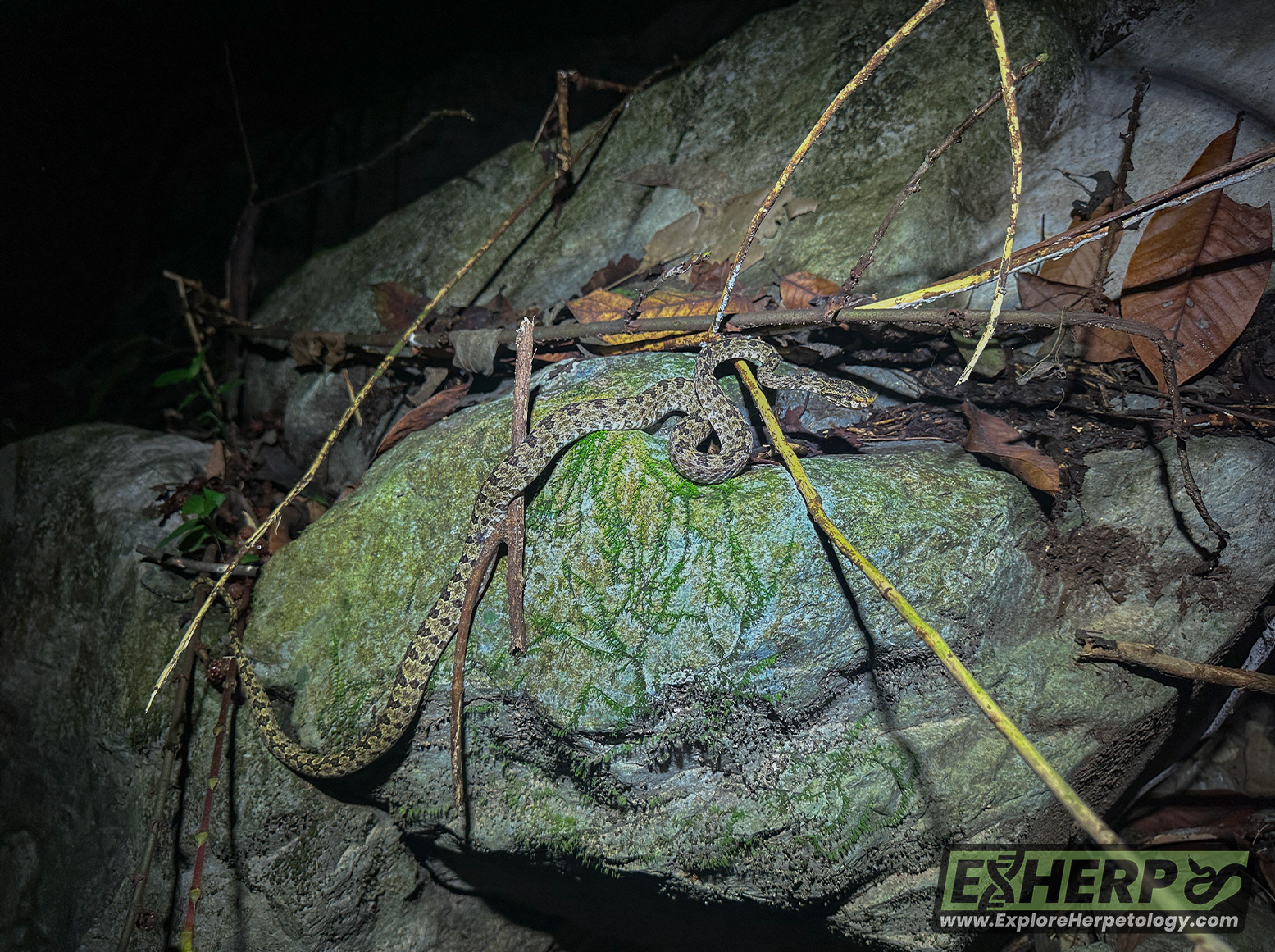 In-situ phone image of the new Protobothrops.