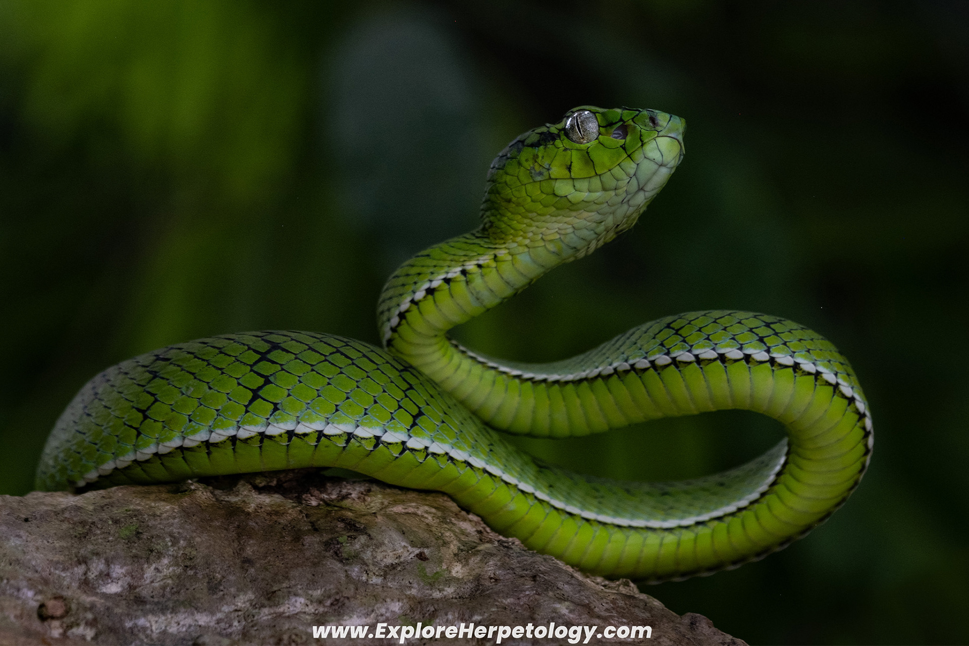 Sumatran pit viper (Trimeresurus sumatranus).