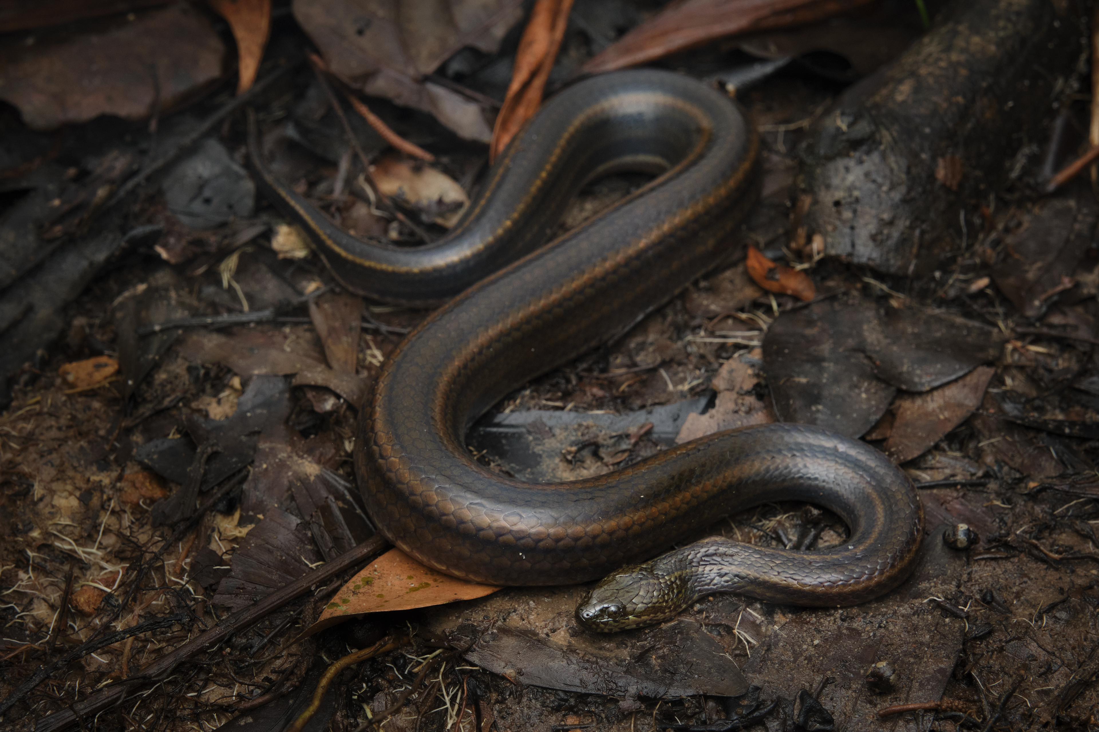 Rainbow water snake (Enhydris enhydris)