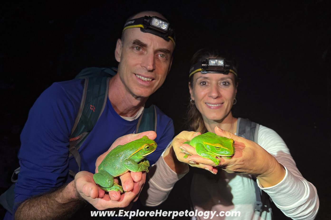 Giant flying frog (Zhangixalus feae)