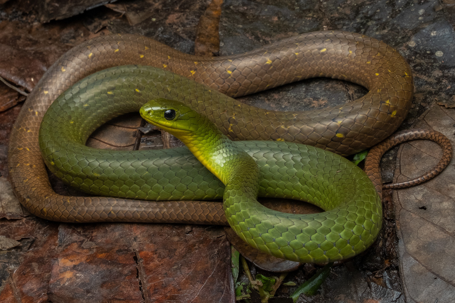 Many-banded green snake (Ptyas multicinctus).