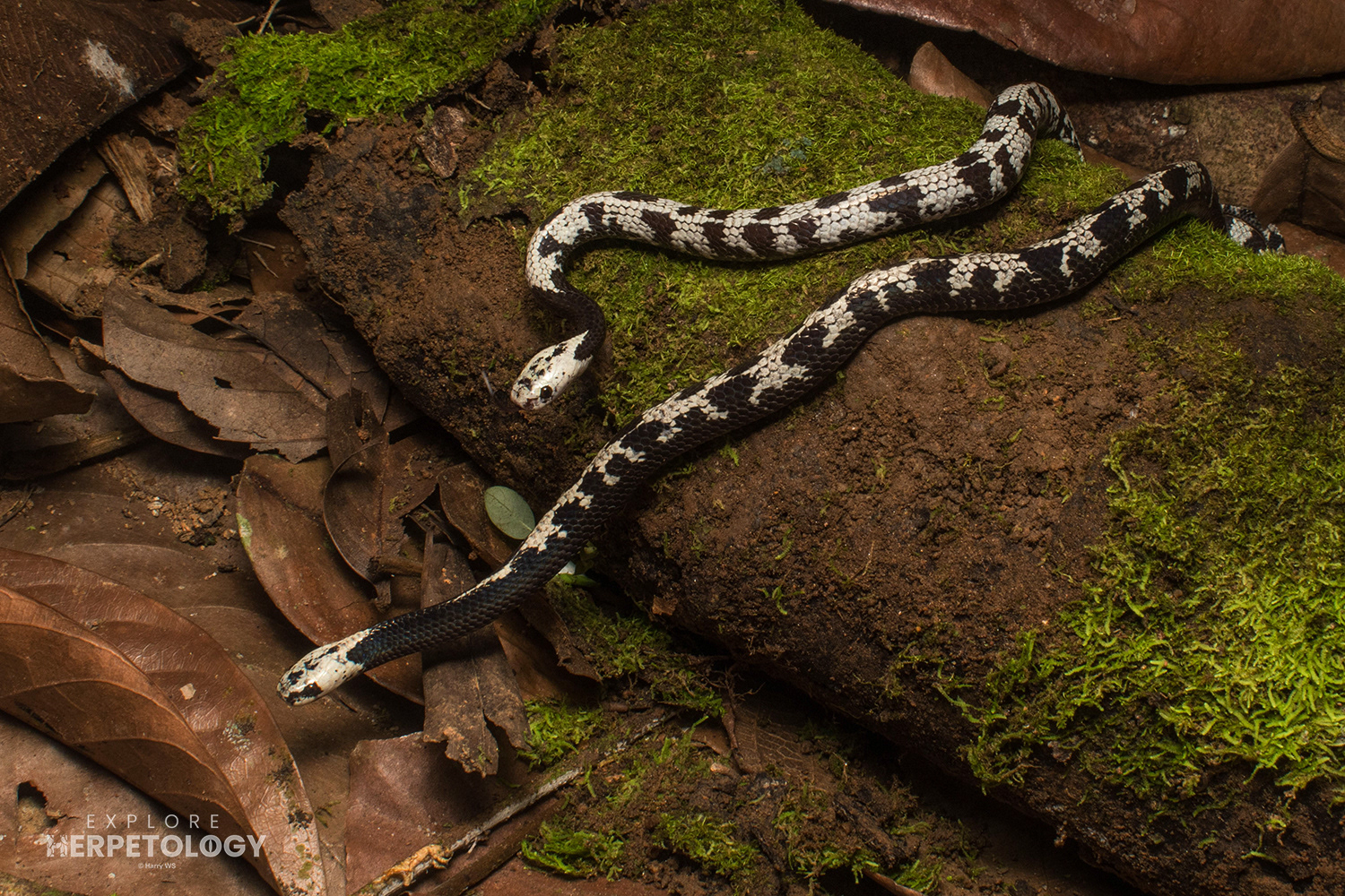 Malaccan slug snakes (Asthenodipsas malaccanus)
