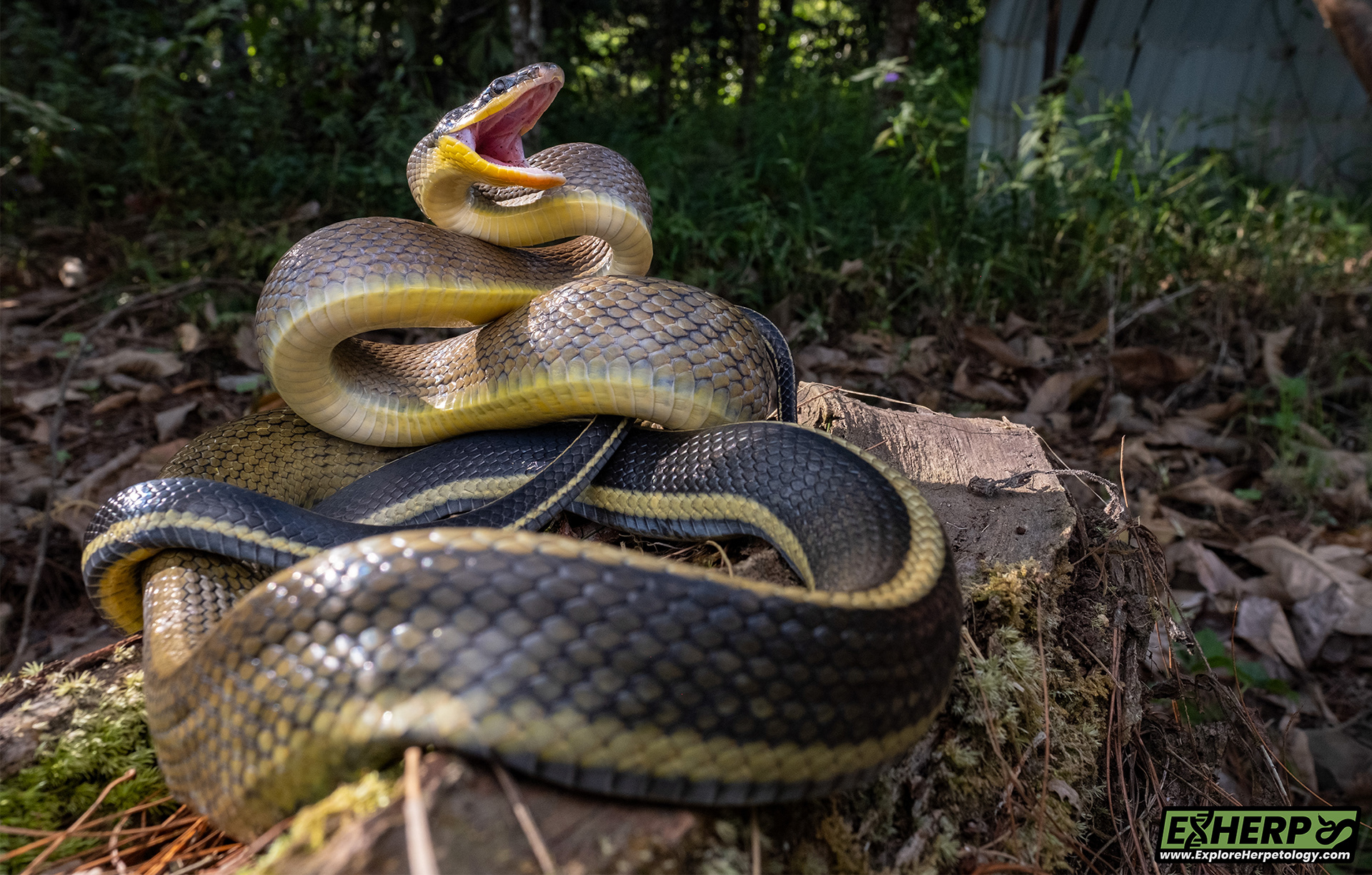 Grabowsky's beauty ratsnake (Elaphe taeniura grabowskyi)