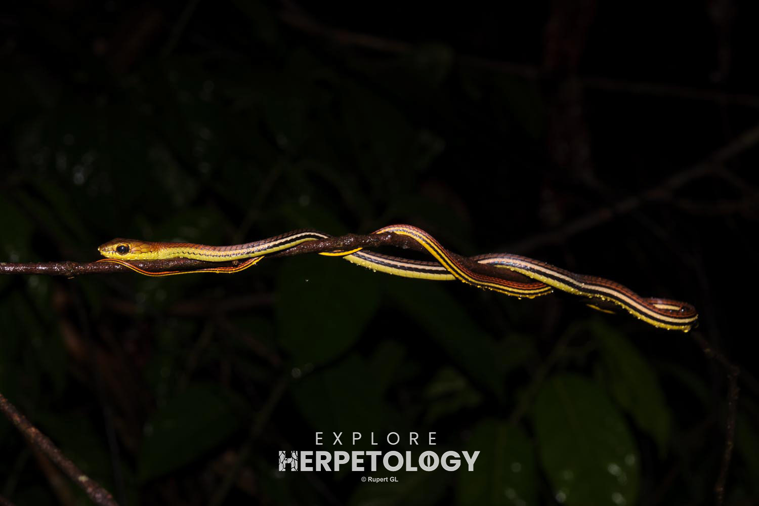 Dendrelaphis caudolineatus