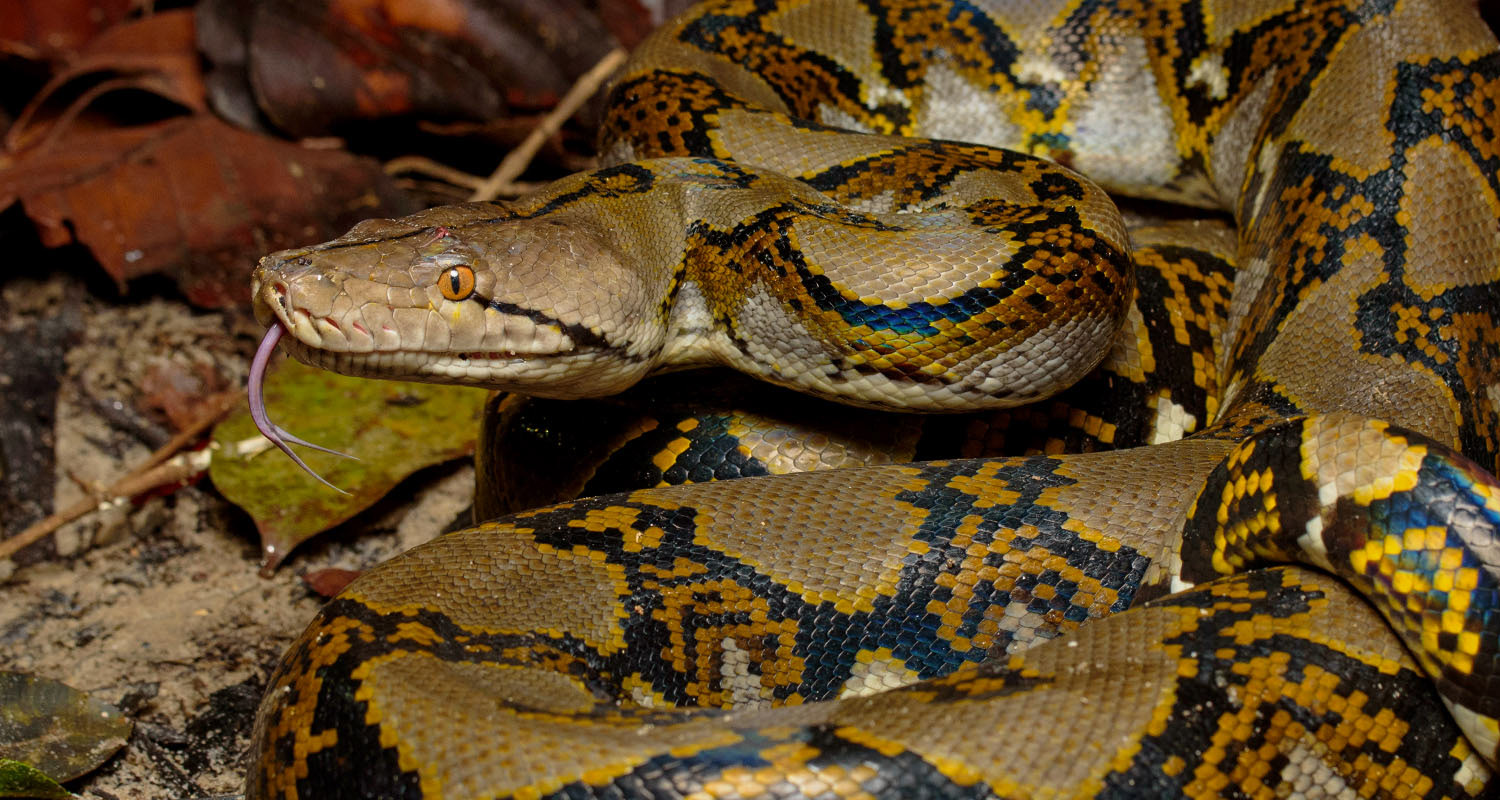 Reticulated python (Malayopython reticulatus)