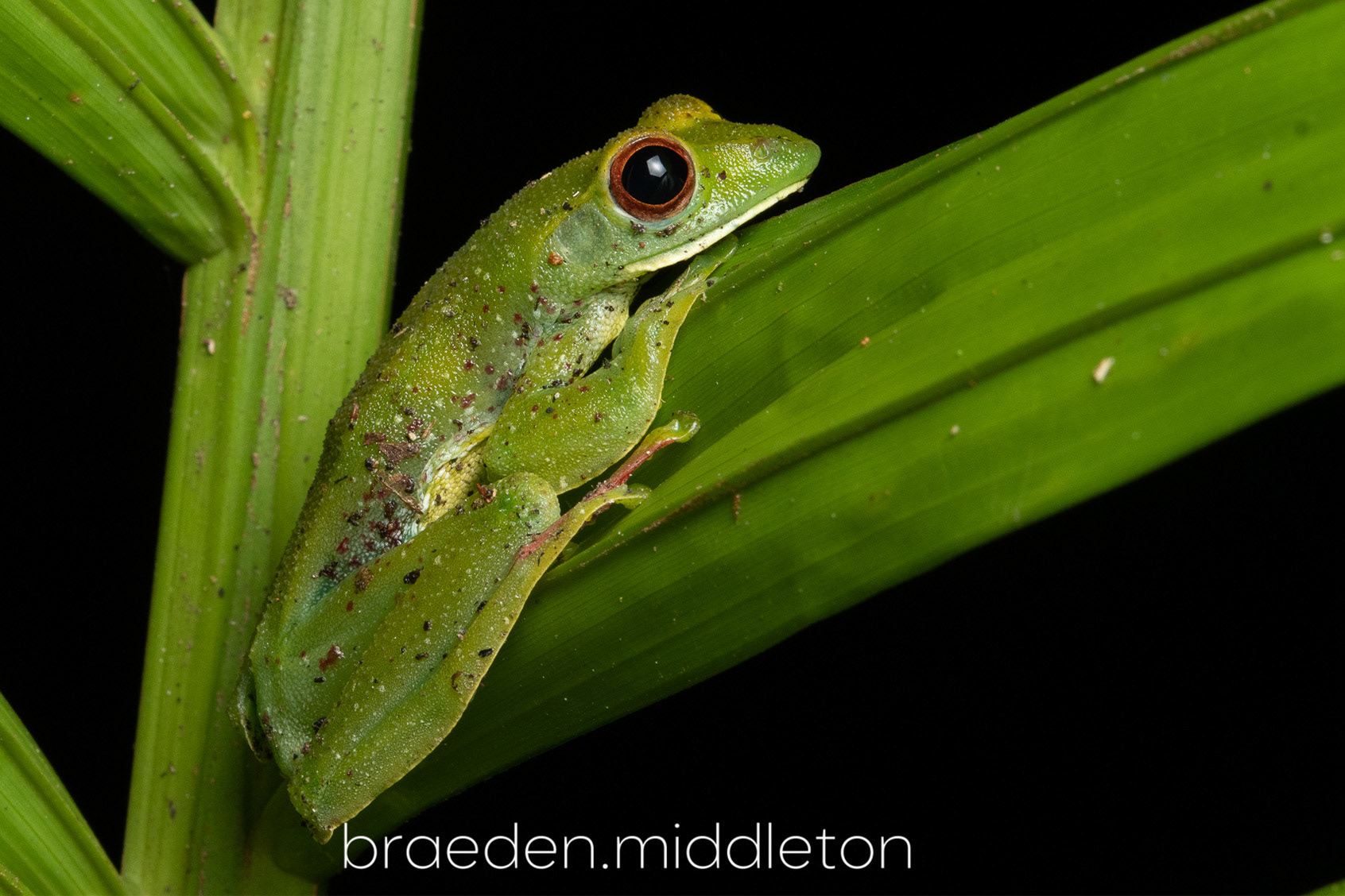 Malayan flying frog (Zhangixalus prominanus).
