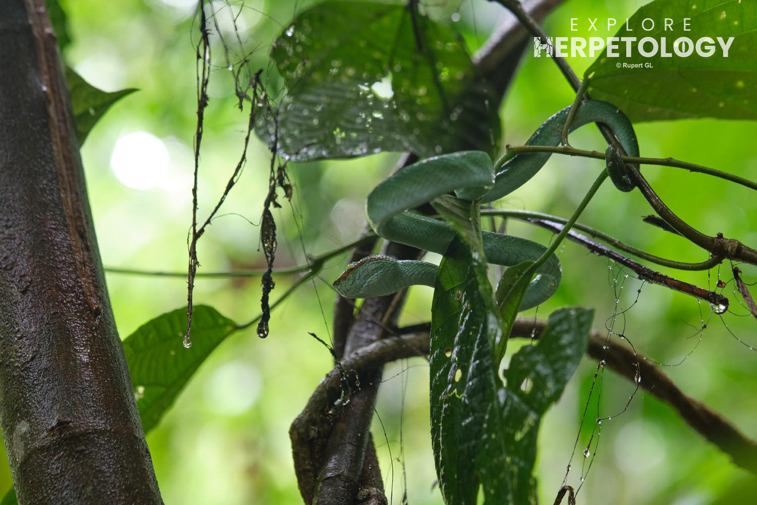 Juvenile male Wagler's pit-viper (Tropidolaemus wagleri)