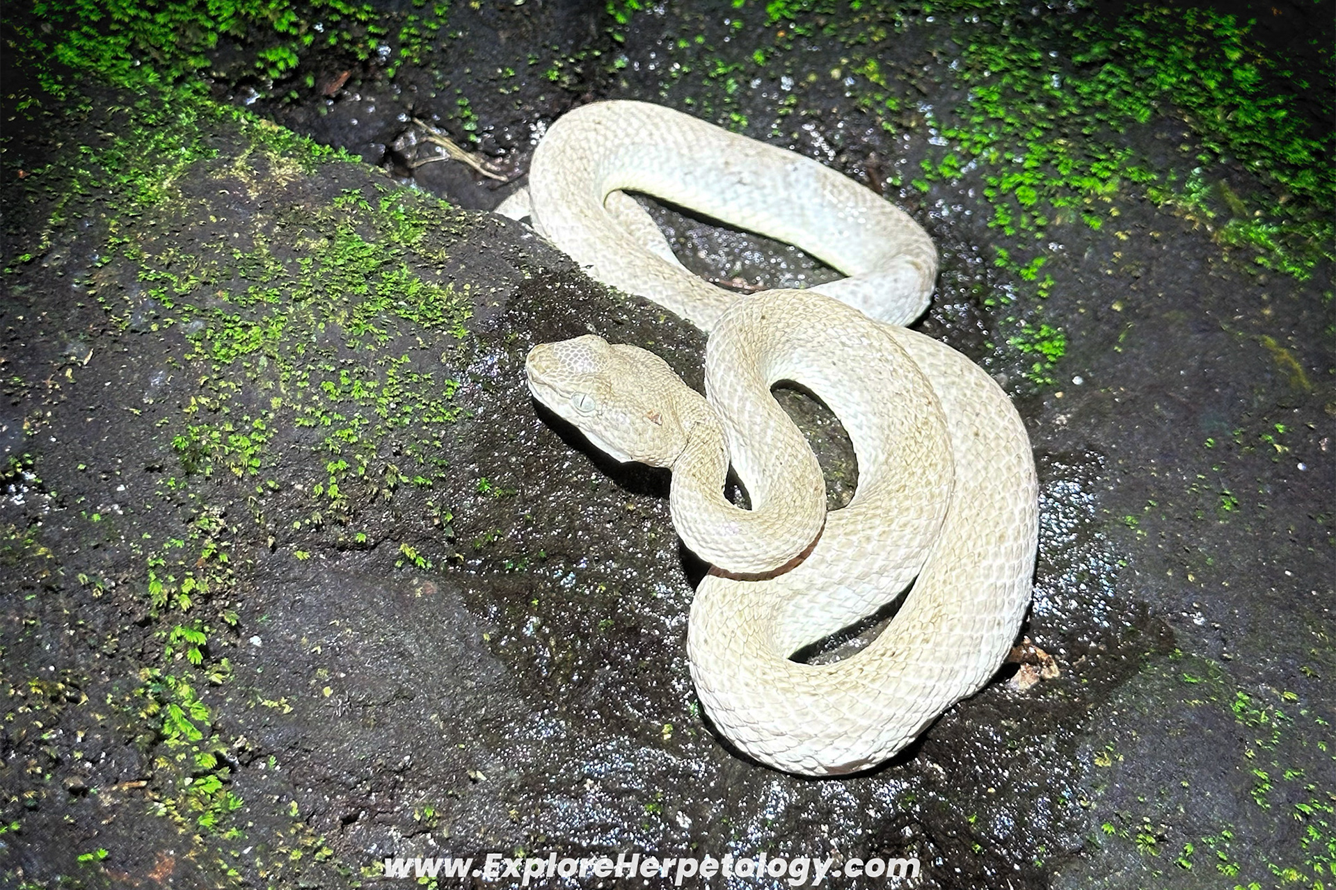 Mcgregor's pit viper (Trimeresurus mcgregori).