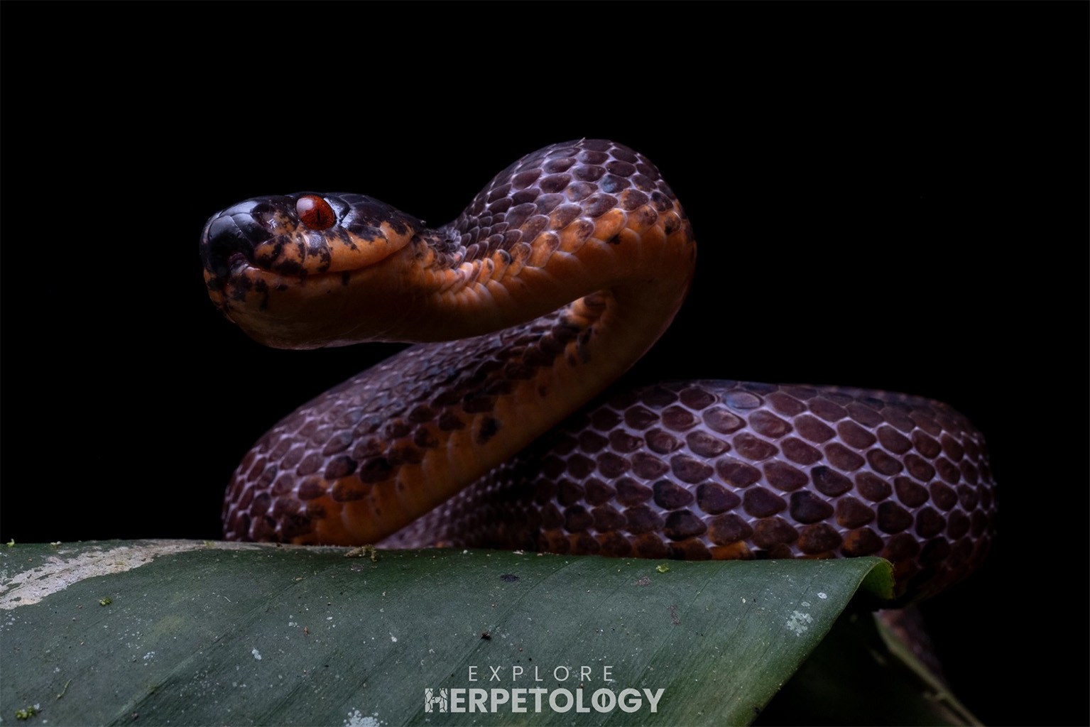Sumatran slug snake (Asthenodipsas tropidonotus)