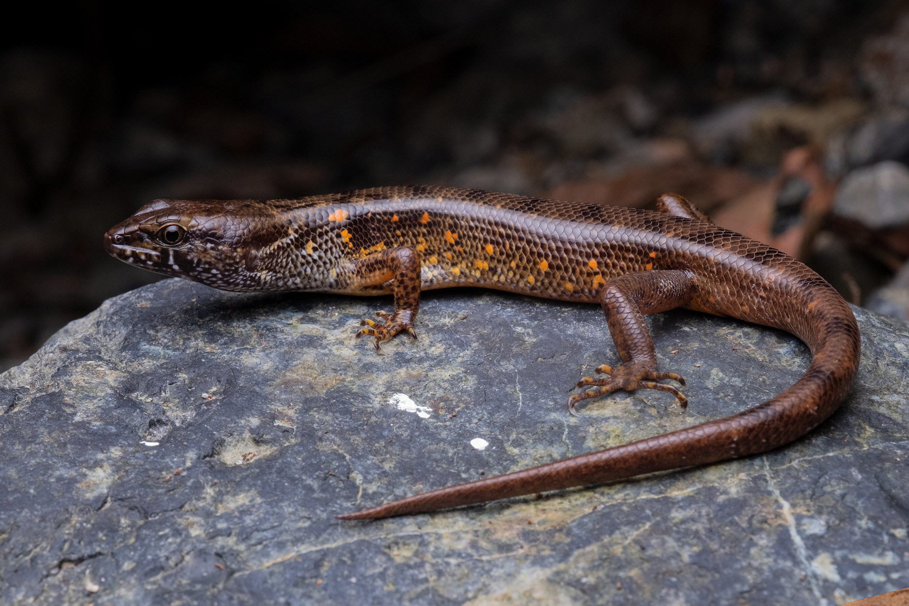 Mocquard's stream skink (Tropidophorus mocquardii)