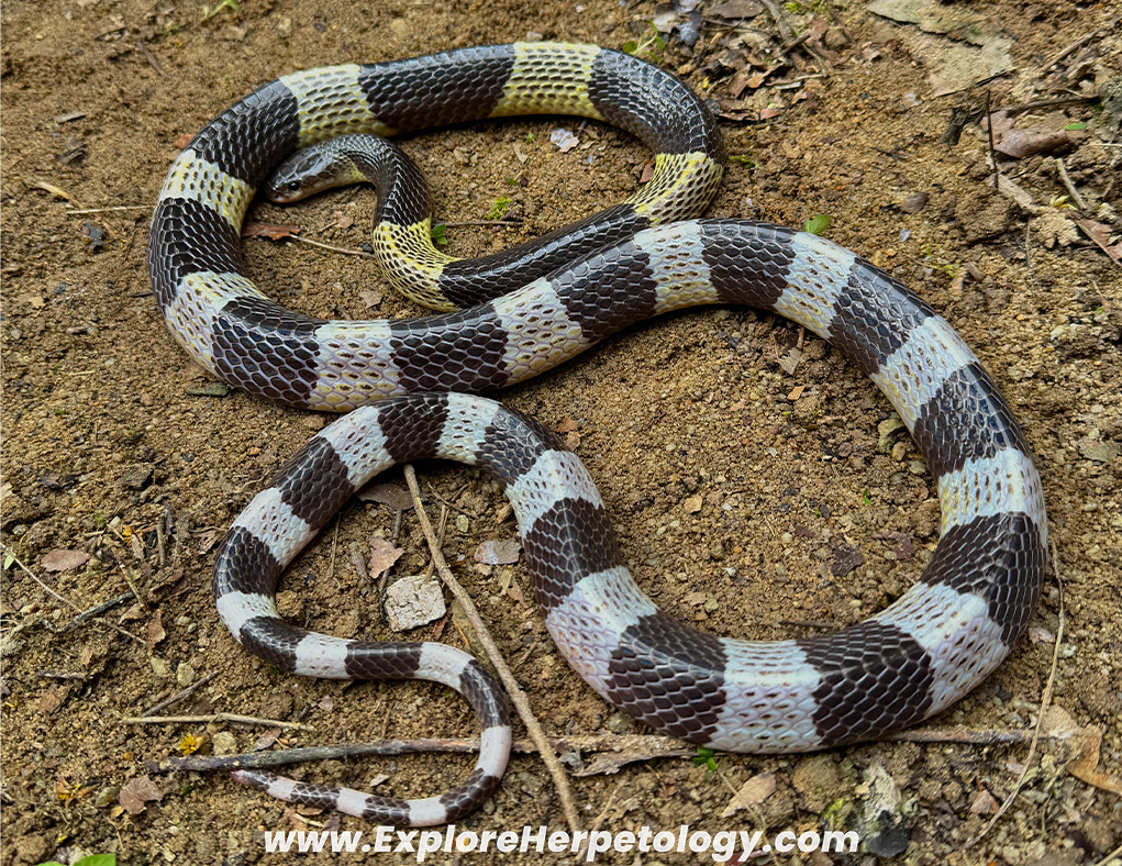 Malayan krait (Bungarus candidus).