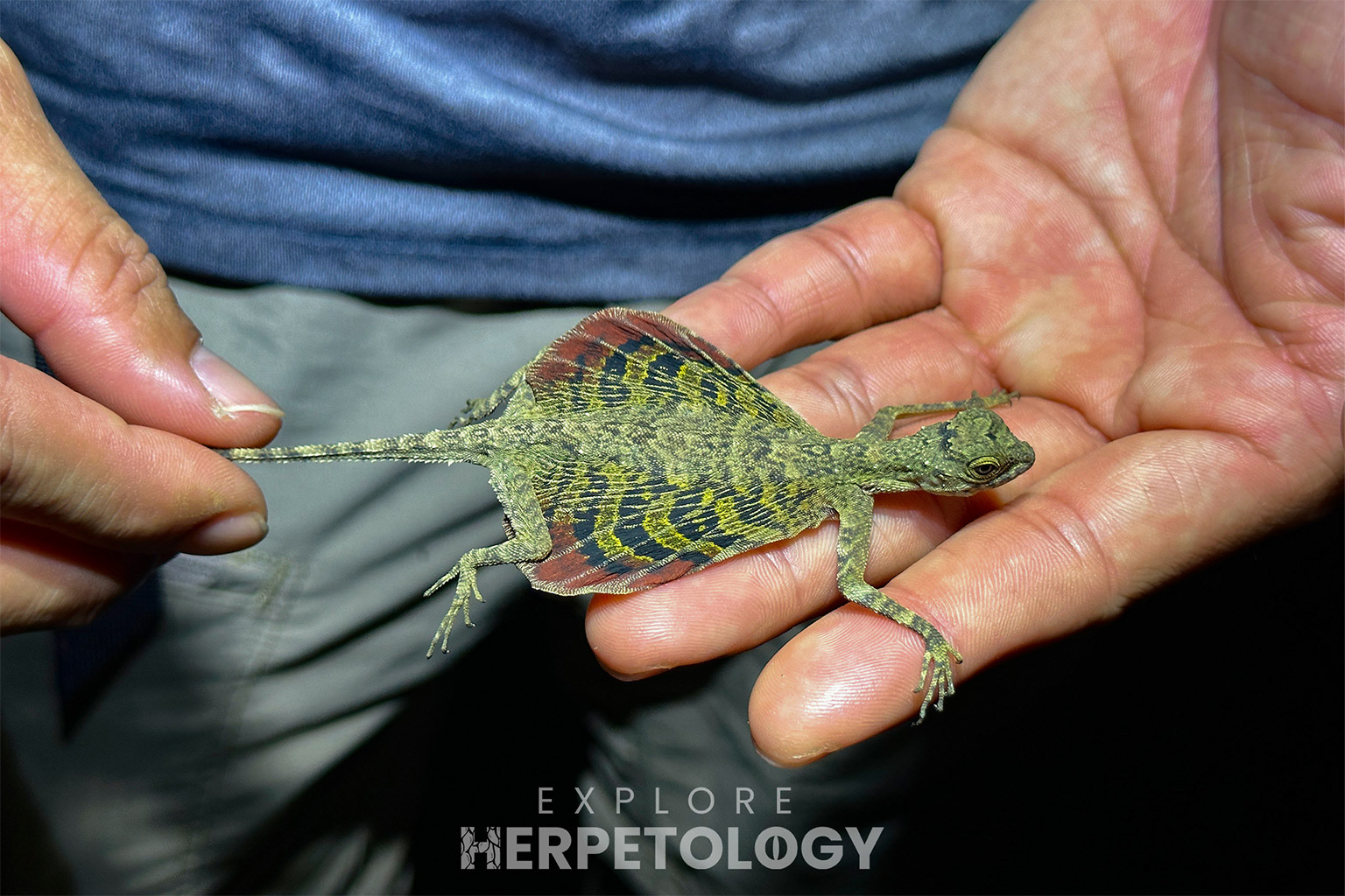 Banded flying lizard (Draco taeniopterus)