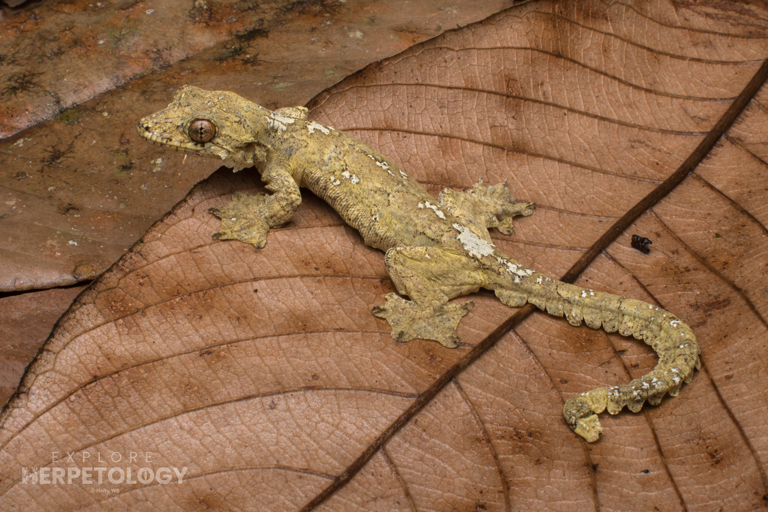 Malaysian gliding gecko (Gekko cicakterbang)