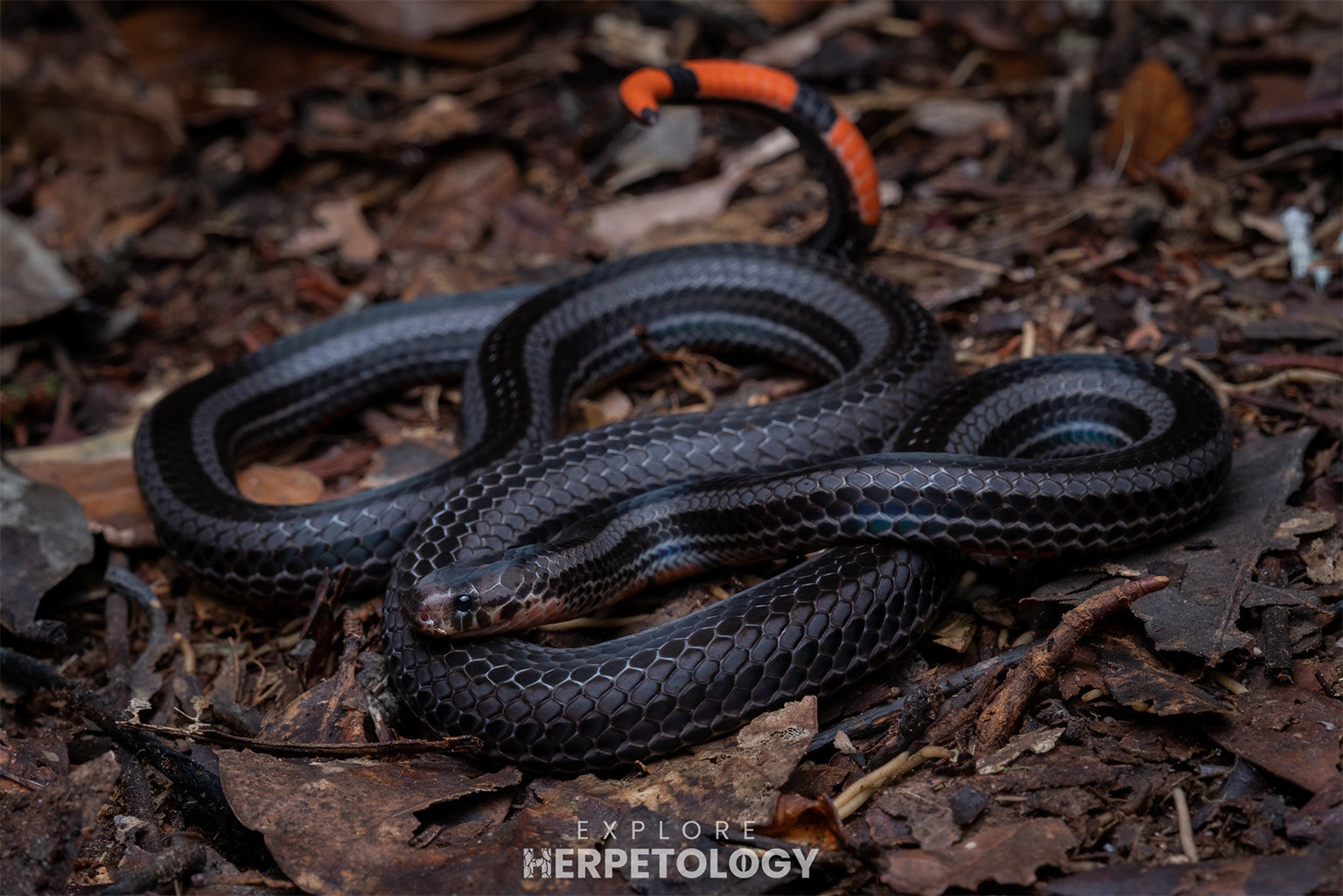 Black-striped coral snake (Calliophis nigrotaeniatus)