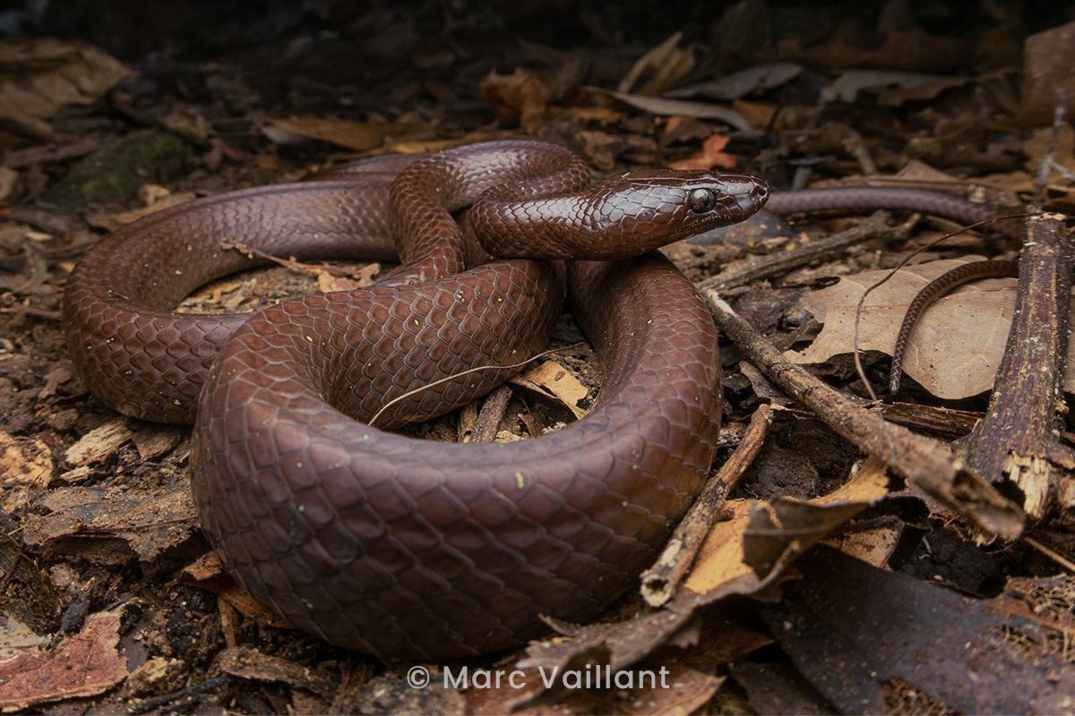 Scarce wolf snake (Lycodon effraenis).
