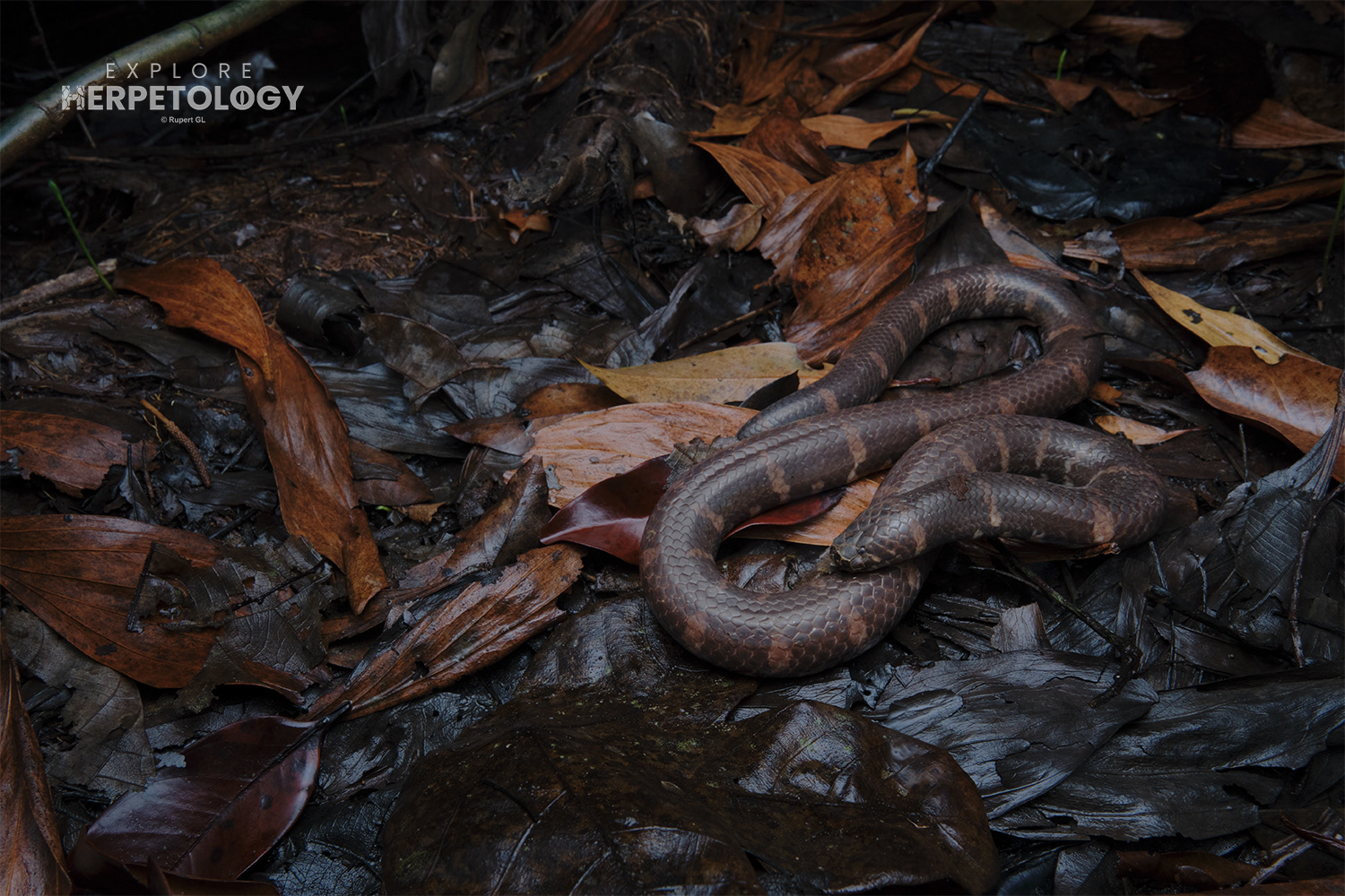 Jodi's pipe snake (Cylindrophis jodiae)