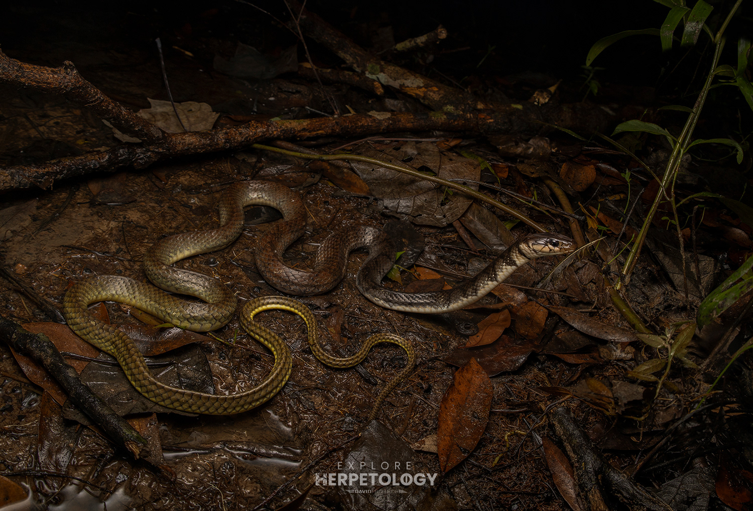 Snakes of Thailand -Cylindrophiidae (Pipe Snakes)