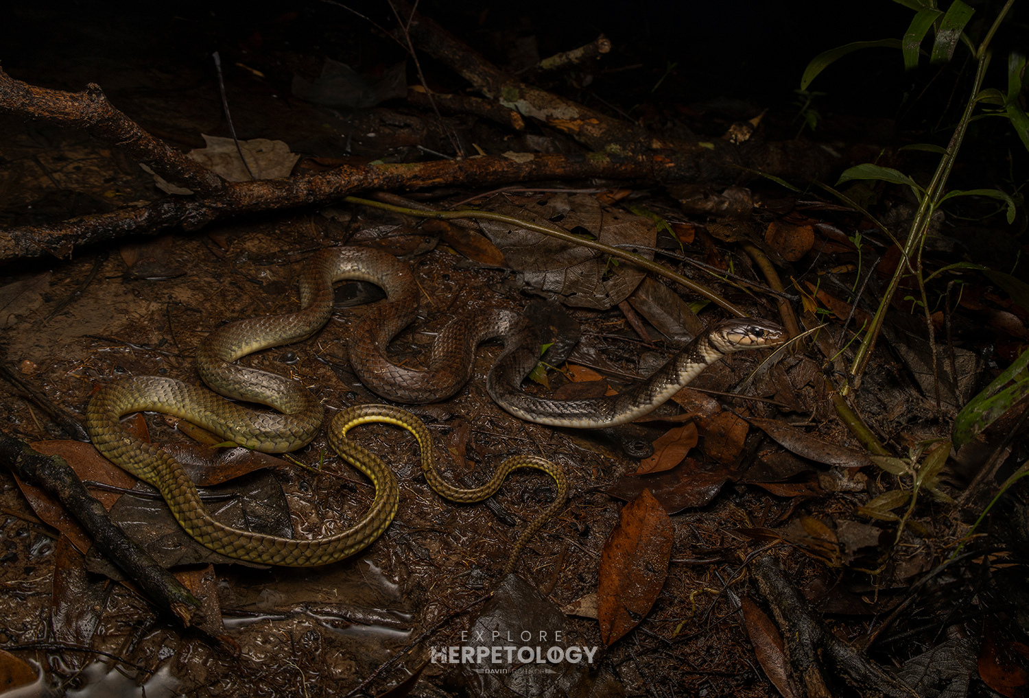 Blackwater ratsnake (Xenelaphis hexagonotus)