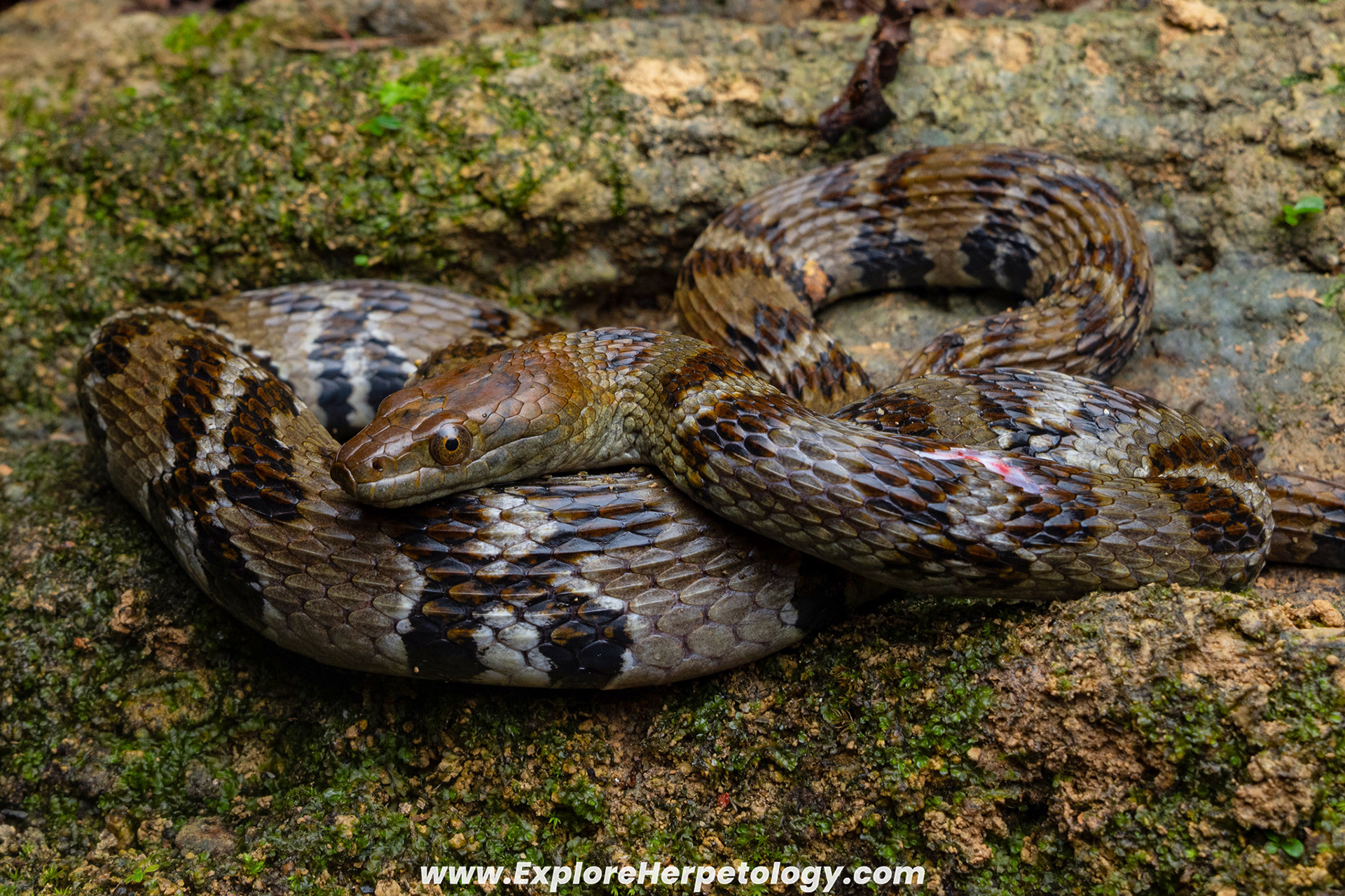 Annulated water snake (Trimerodytes aequifasciatus).