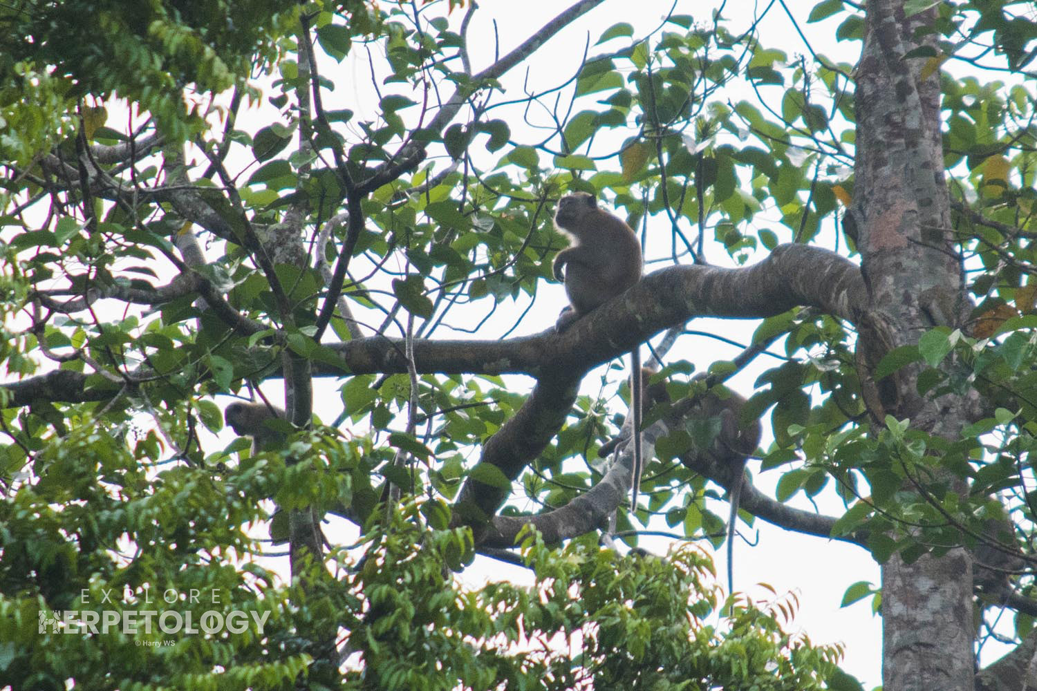 Long-tailed macaques - public enemy number 1